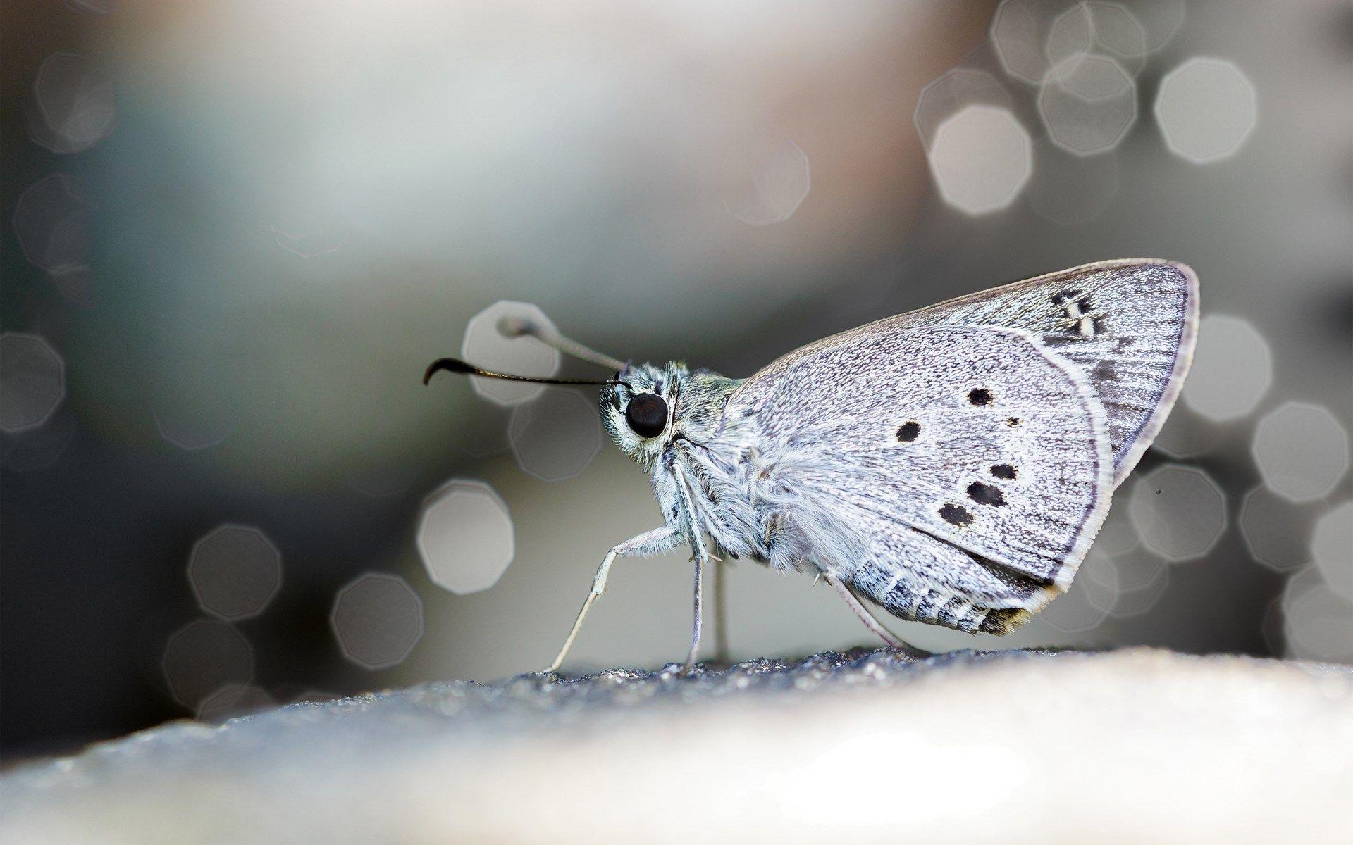 1920x1200 Butterfly Wings Close Up