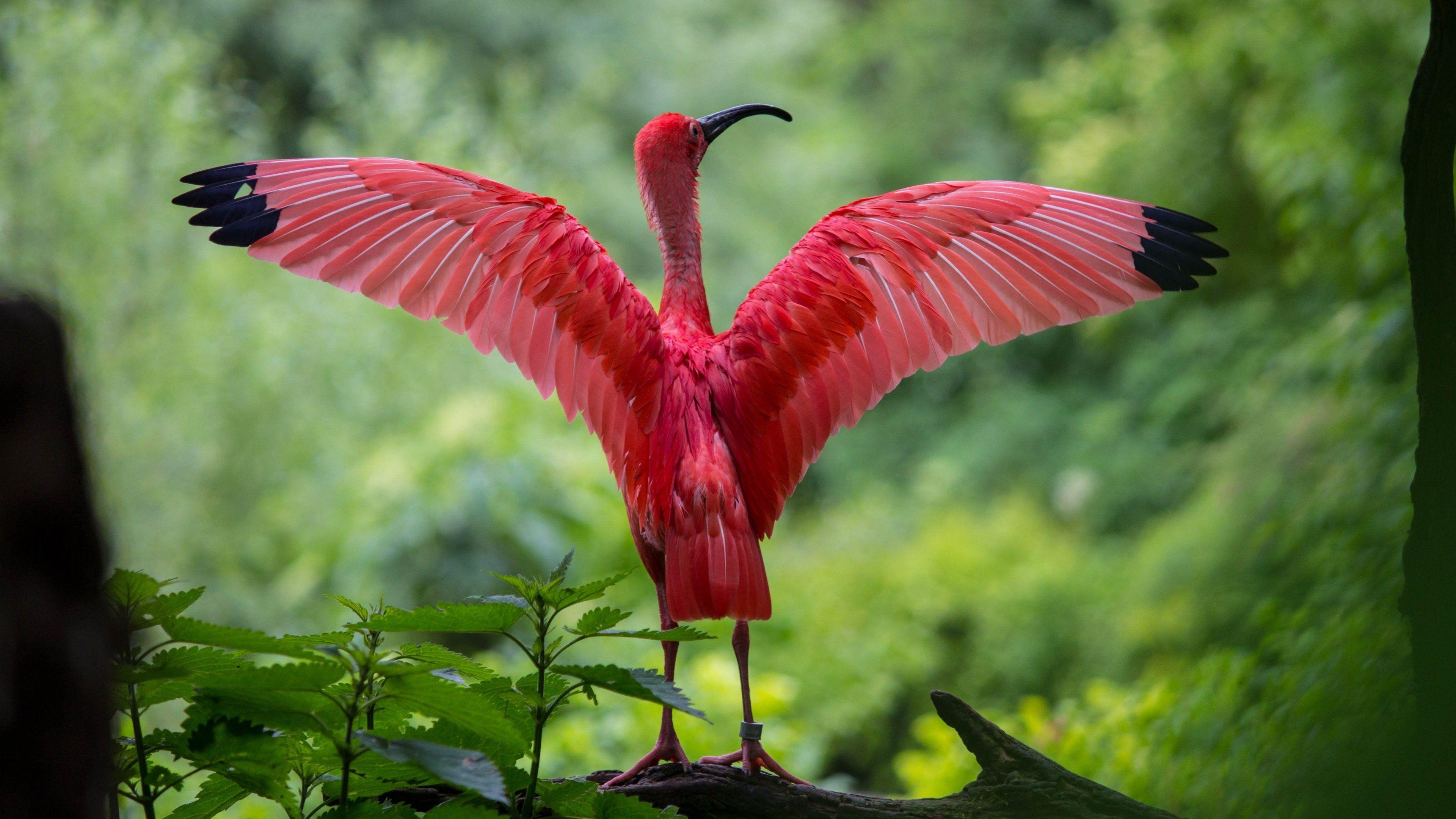3840x2160 Scarlet Ibis Spreading Its Wings Wallpaper, Android & Desktop Background