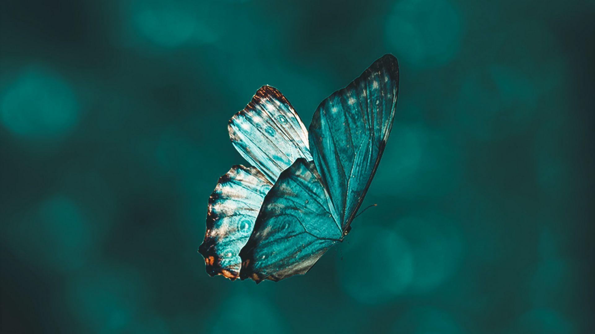 1920x1080 Download wallpaper 1920x1080 butterfly, wings, pattern, flight, focus full hd, hdtv, fhd, 1080p HD background