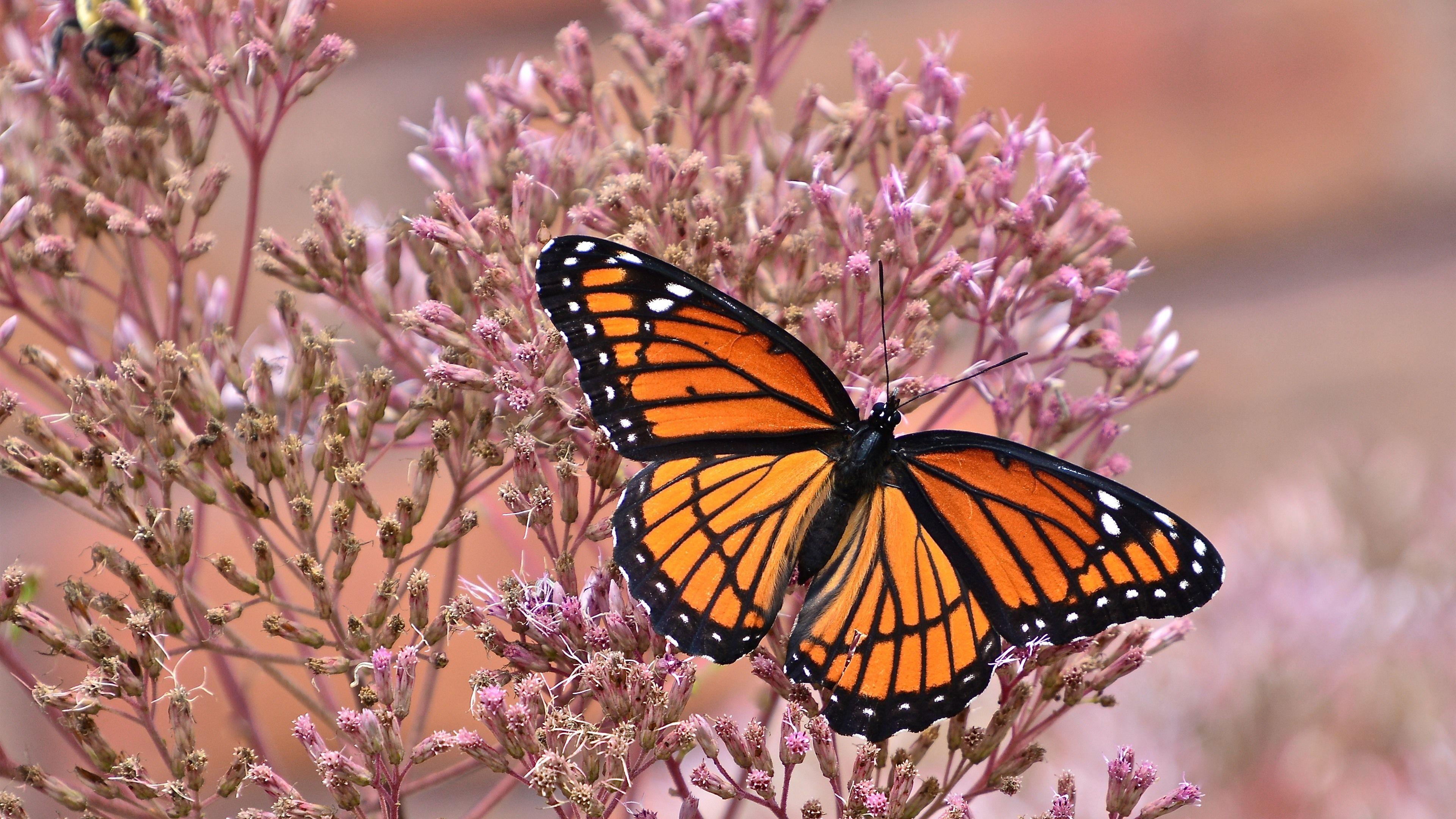 3840x2160 Wallpaper Butterfly, Wings, Pink Little Flowers, Insect