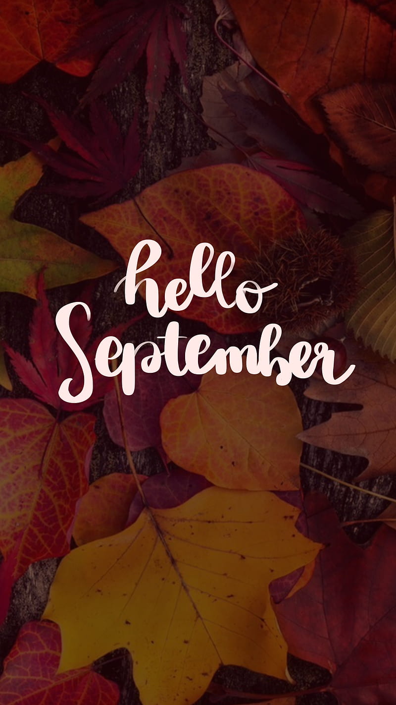 800x1422 Hello september, autumn, brown, cold, cozy, happy leaf, month, orange, HD phone wallpaper