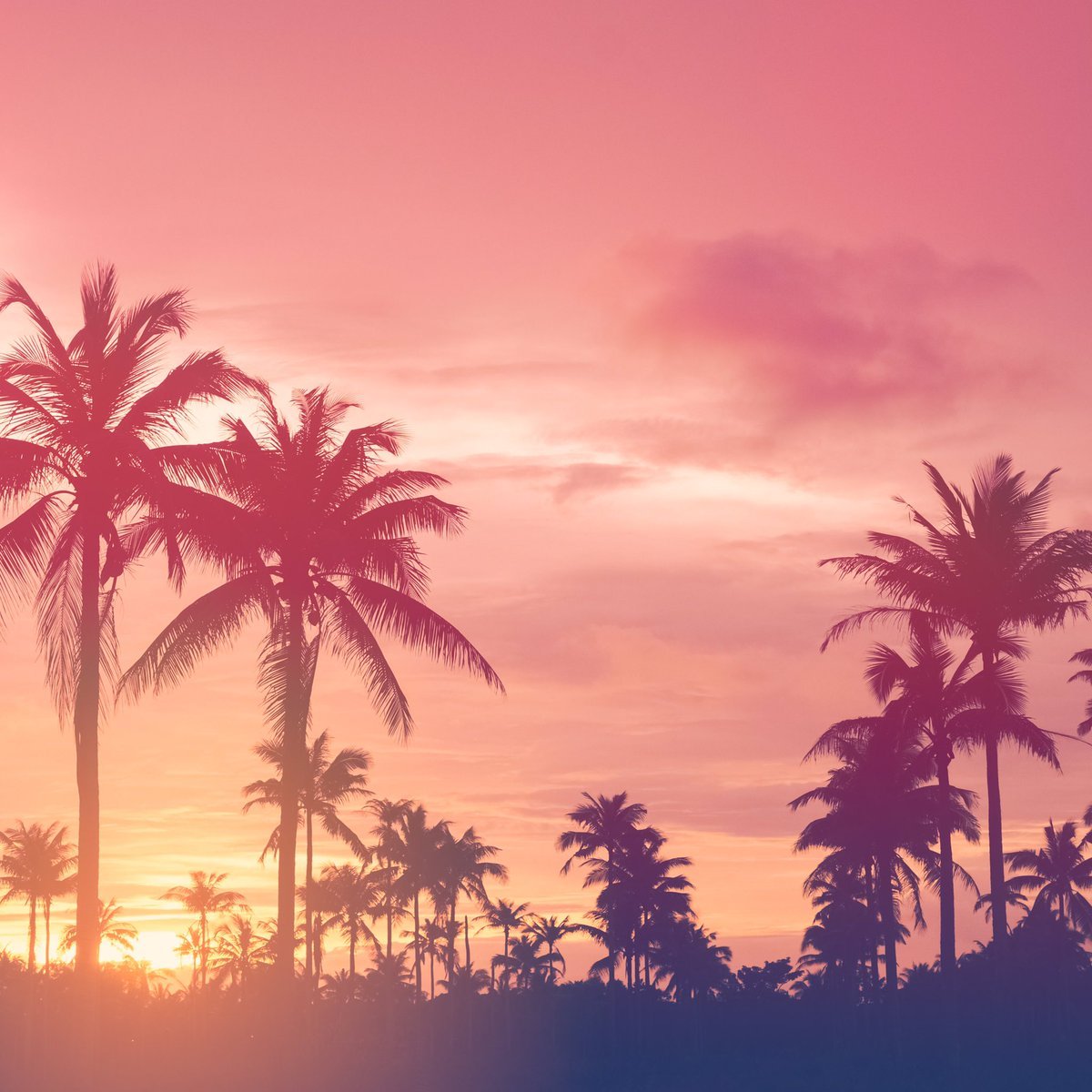 1200x1200 pink sunset time! Get this cool wallpaper and enjoy September! ✨ #wallpaper #wallpaper #iphonewallpaper #iphonewallpaper #tumblrwallpaper #pinksunset #palmtrees