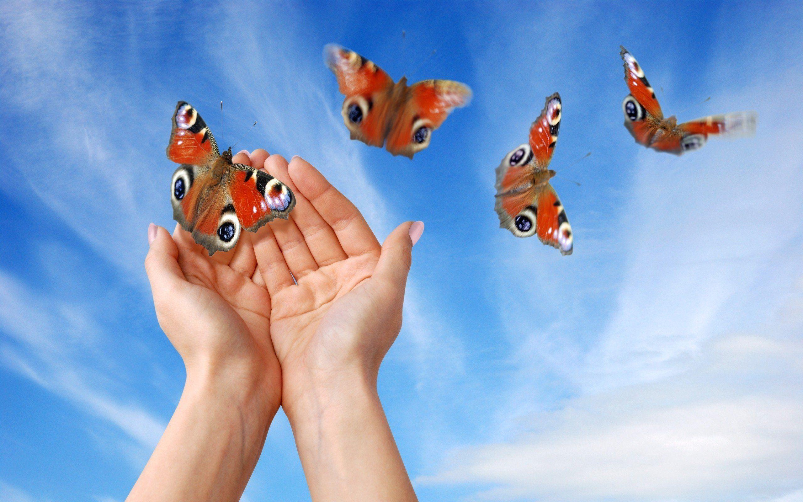 2560x1600 Free download hands Skyscapes Butterfly Wings Butterflies Wallpaper HD [2560x1600] for your Desktop, Mobile & Tablet. Explore Butterfly In Hand Wallpaper. Butterfly In Hand Wallpaper, Hand Drawn Wallpaper, Hand Painted Wallpaper