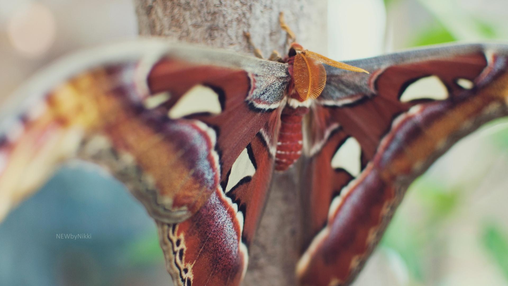 1920x1080 butterfly, wings, spots 1080P Laptop Full HD Wallpaper, HD Macro 4K Wallpaper, Image, Photo and Background
