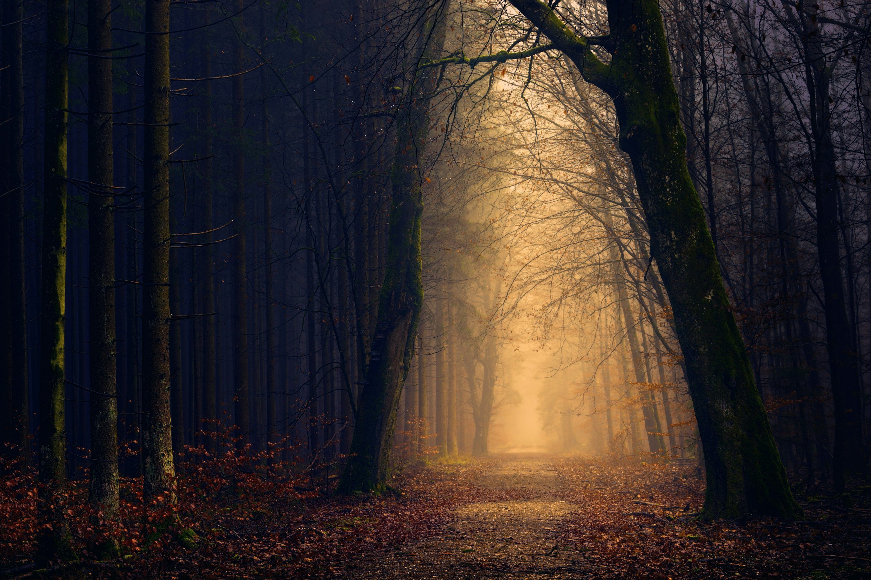 3000x2000 Wallpaper: Free HD Download [4K]