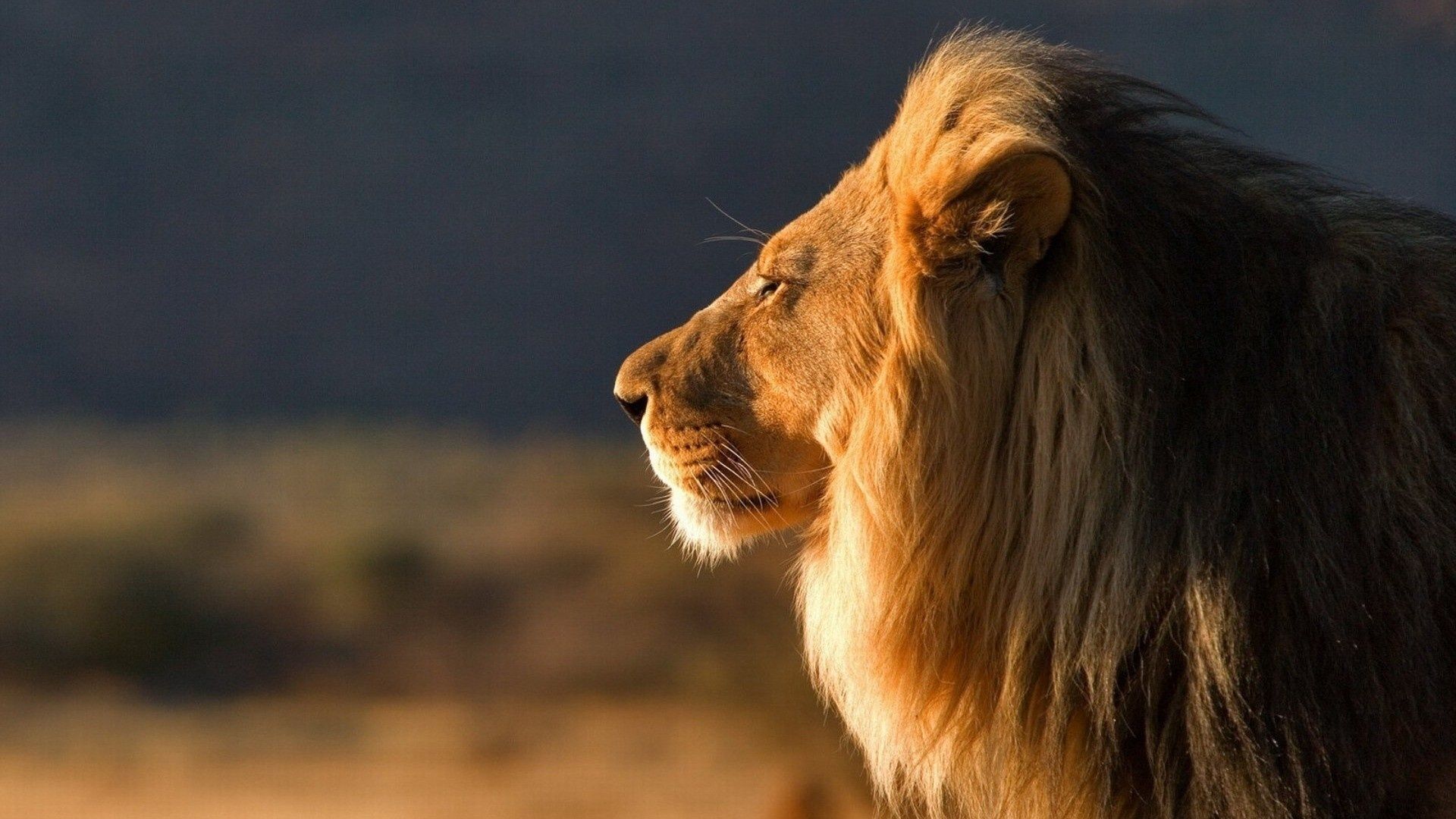 1920x1080 Wallpaper Summer Lion Face Close Up 1920x1080 Full HD 2K Picture, Image
