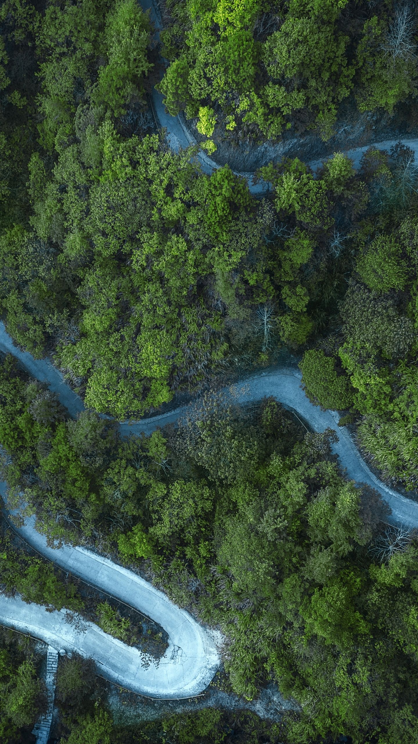 1440x2560 Forest Wallpaper 4K, Cold, Road, Aerial view