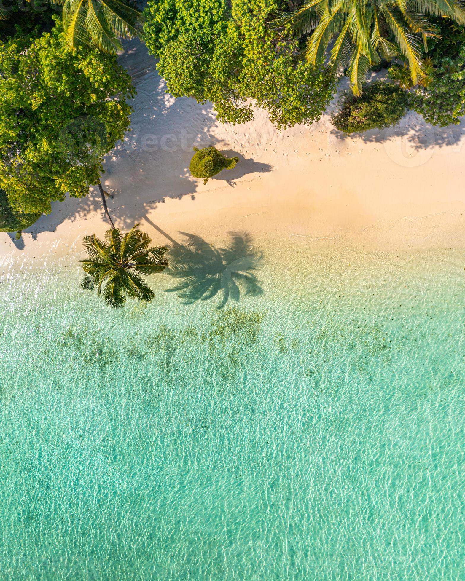1568x1960 Top view of beach nature concept. Beautiful palm beach in tropical idyllic paradise island. Exotic landscape for dreamy and inspirational summer vacation scenic use for travel background or wallpaper 12400991