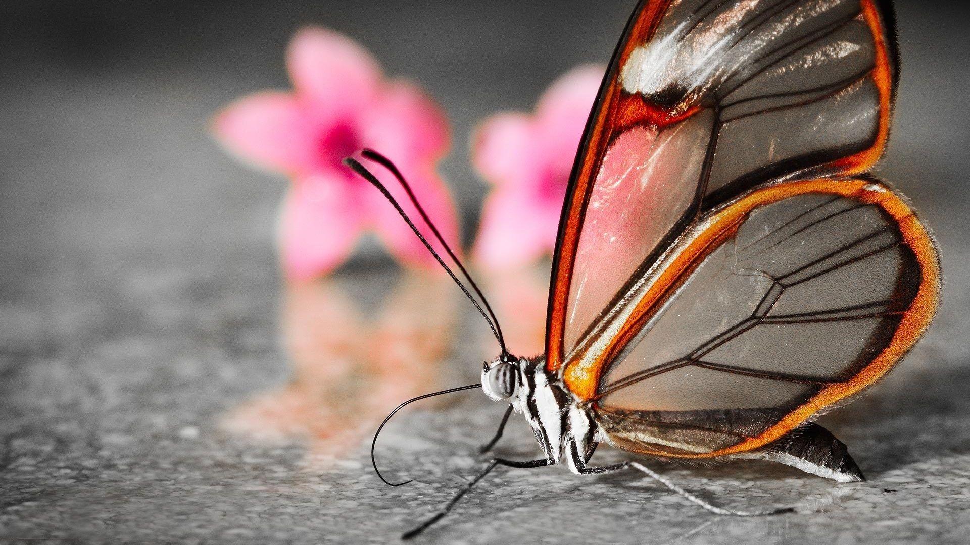 1920x1080 Download Wallpaper 1920x1080 butterfly, wings, flower, flying, petals, background Full HD 1080p HD Background