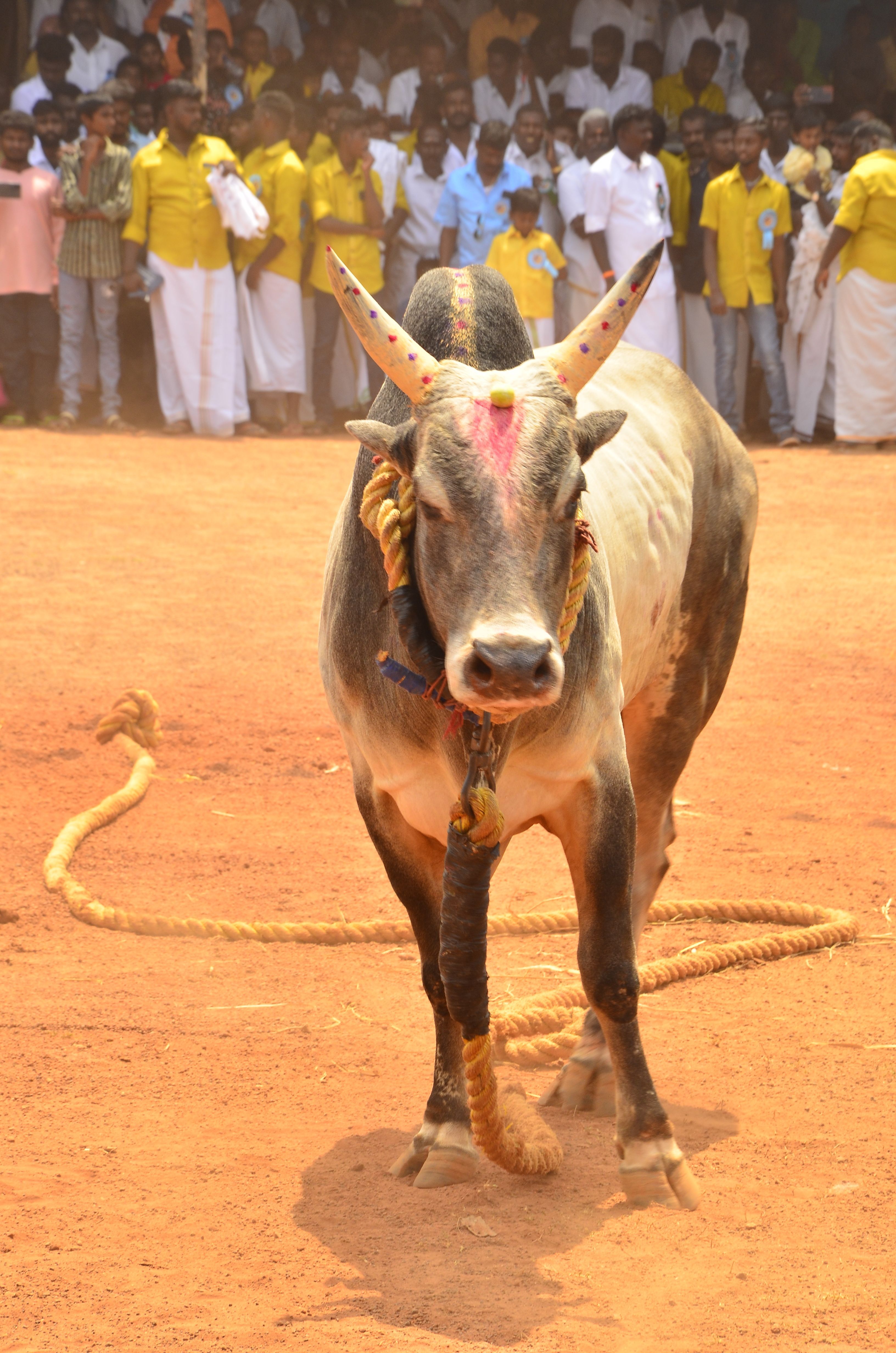 3264x4928 Mattu Pongal Celebration Photo, Download The BEST Free Mattu Pongal Celebration & HD Image