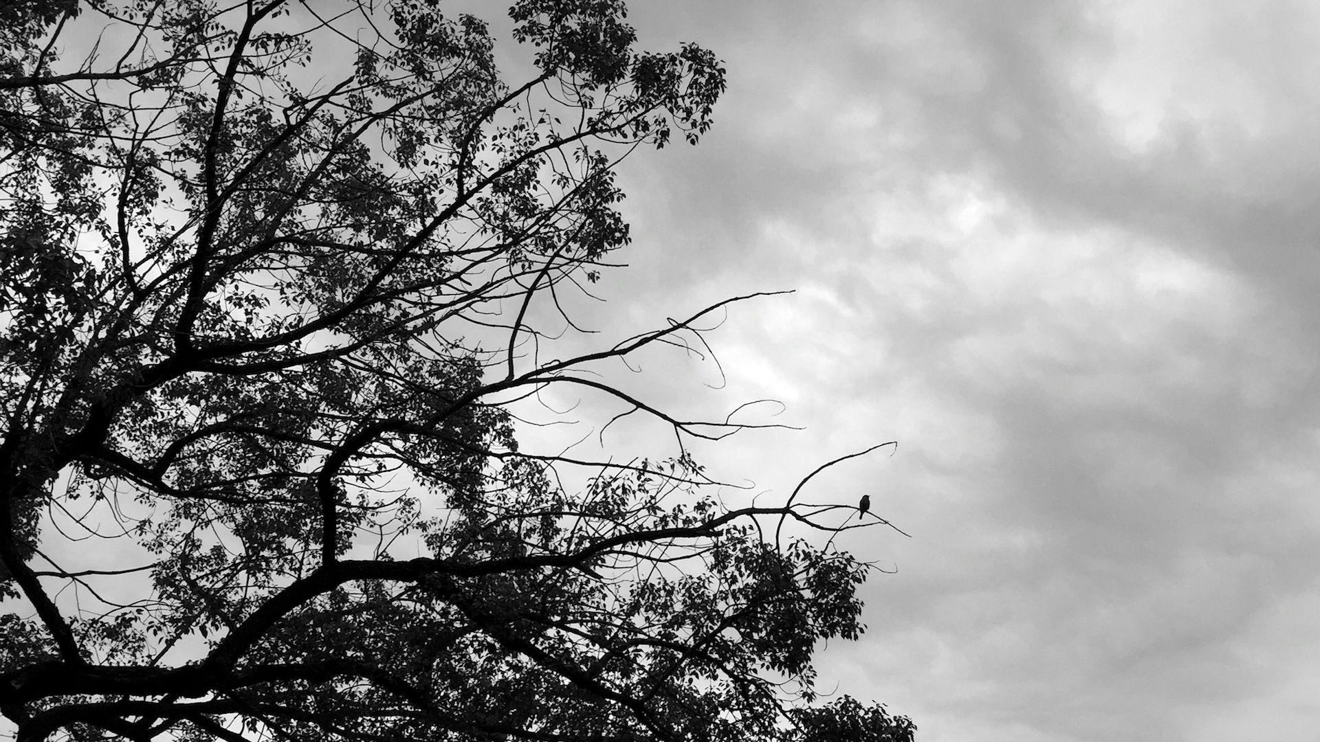 1920x1080 Free Bird and Sky Computer and Smartphone Wallpaper for February 2015 Word with Douglas E. Welch
