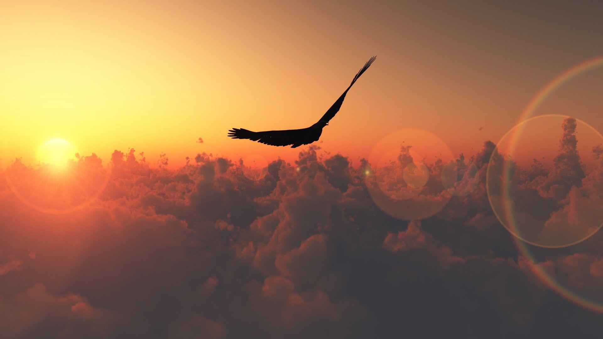 1920x1080 hawk picture Desktop Wallpaperk HD