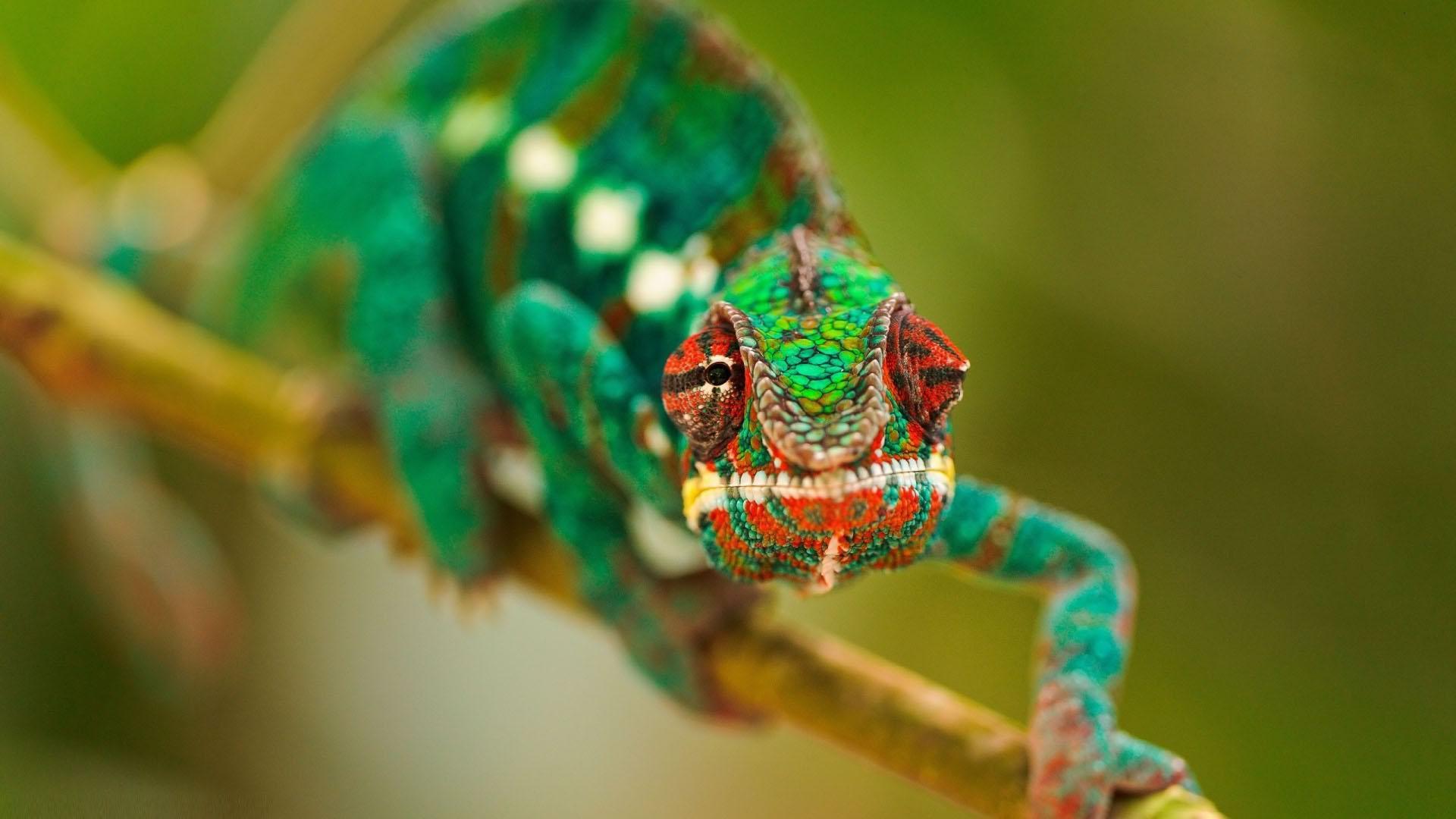 1920x1080 Macro Animals