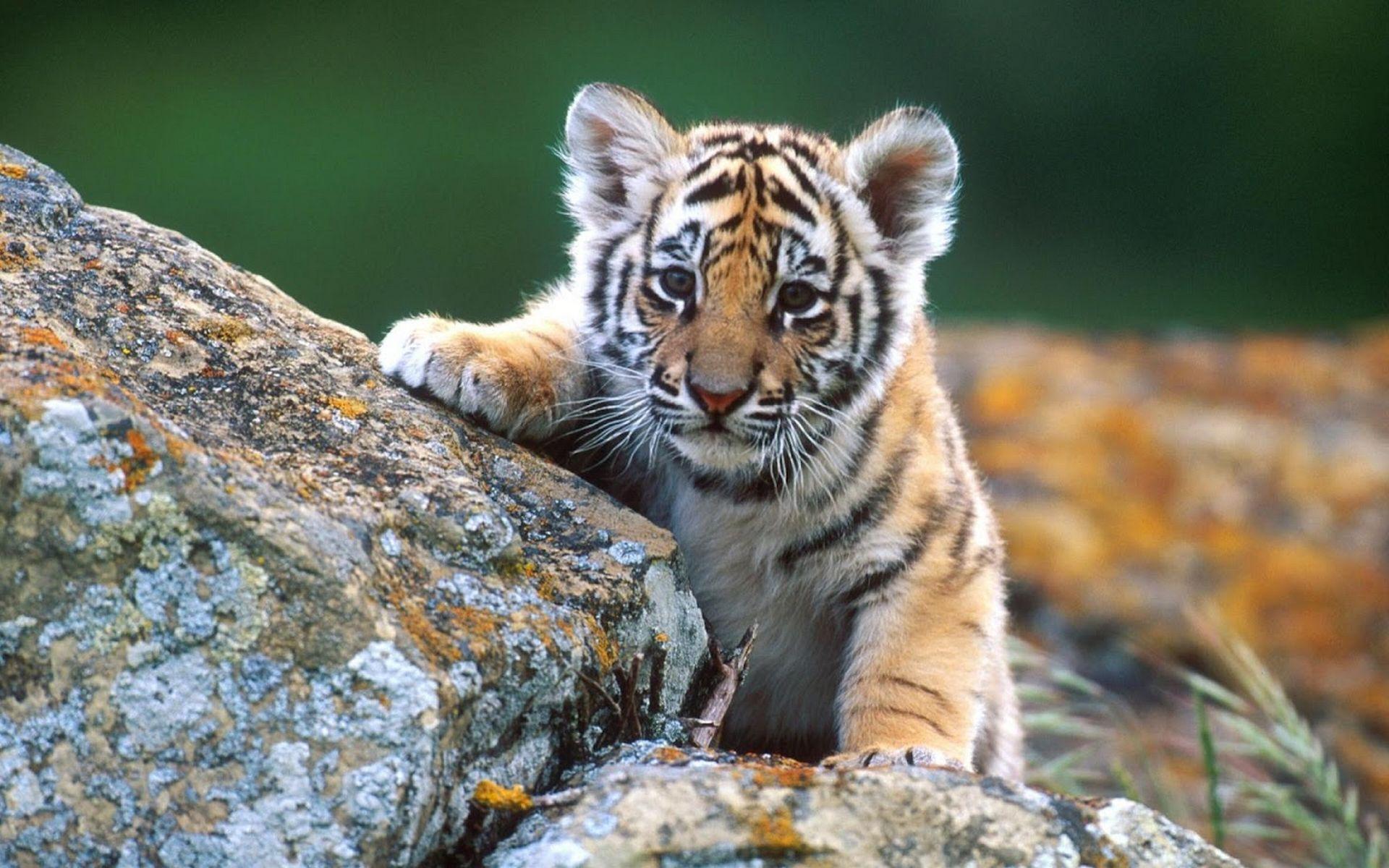 1920x1200 Cool Animal Wallpaper