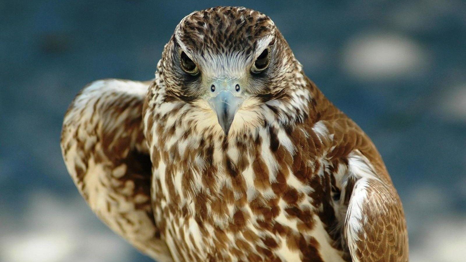 1600x900 hawk wallpaper HD Desktop Wallpaperk HD
