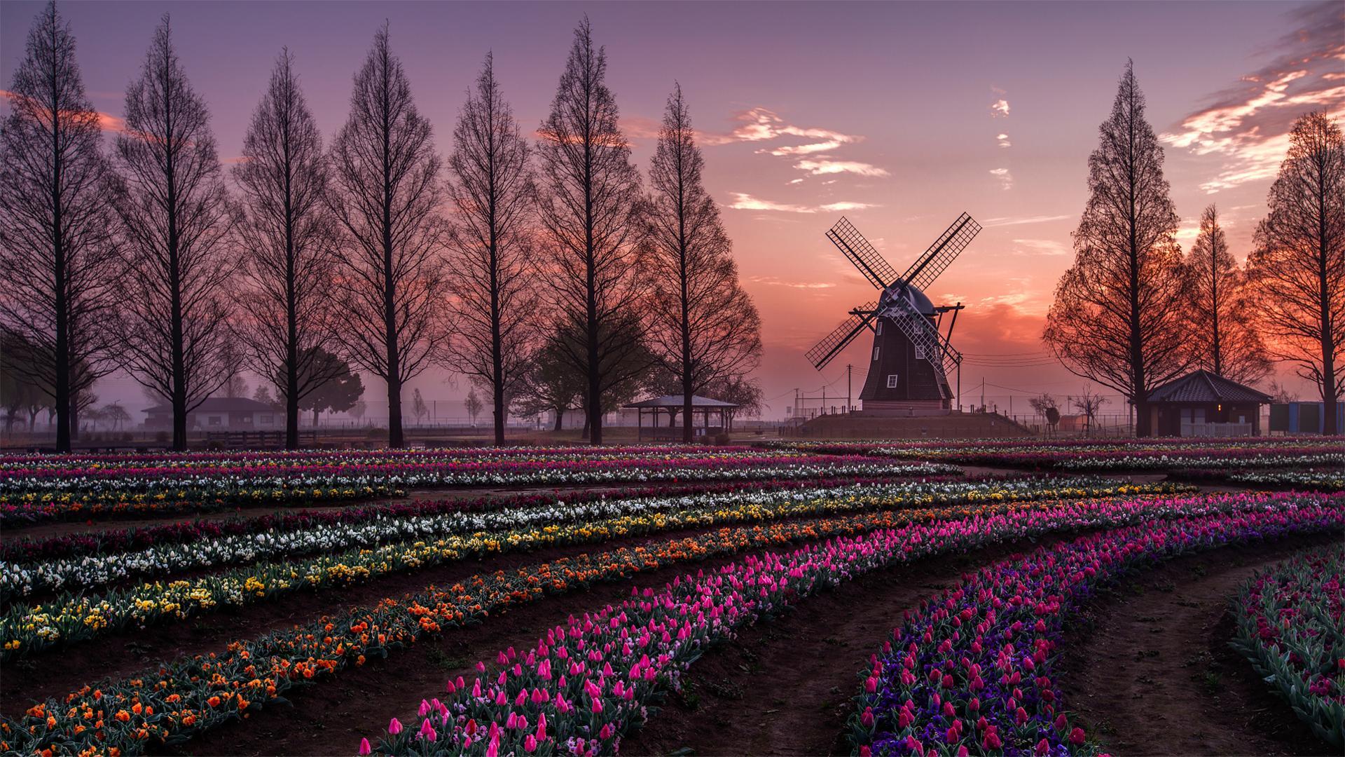 1920x1080 Sunrise in a Tulip farm in Japan [1920x1080]