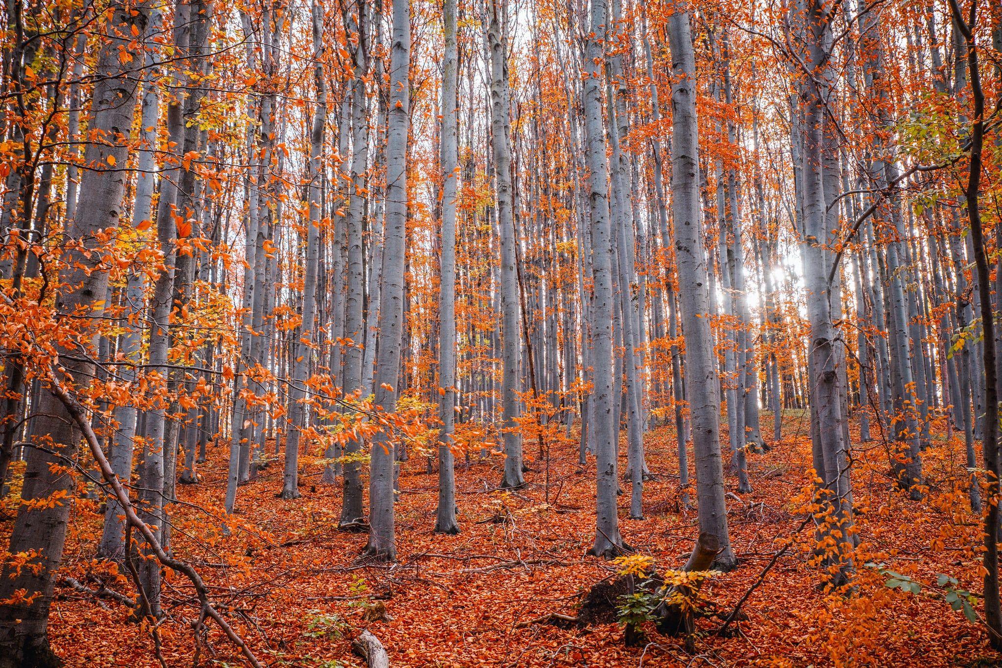 2048x1365 Beautiful and Cozy Fall Computer Background