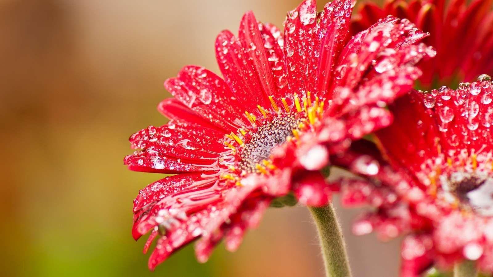 Different Flower Wallpapers - Top Free Different Flower ...