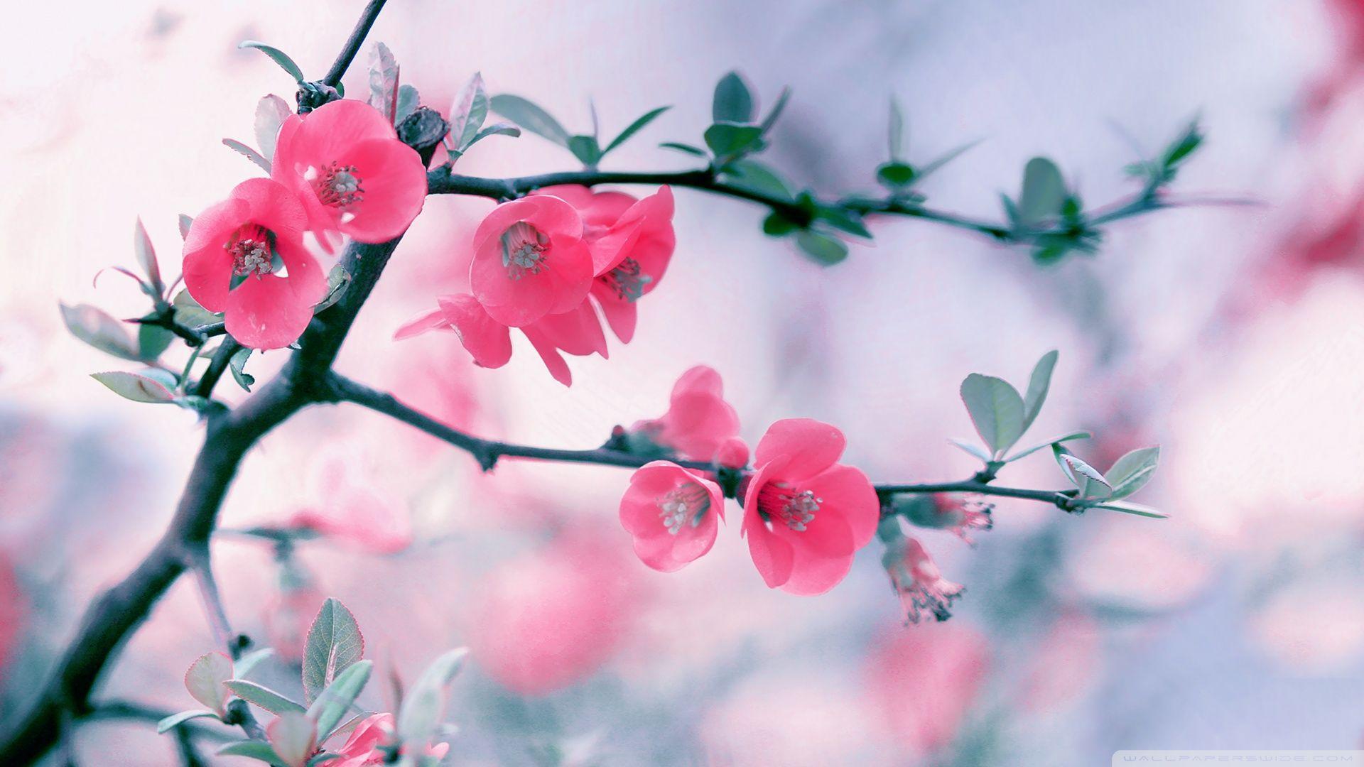 1920x1080 Spring Blossoms Flowers Wallpaper