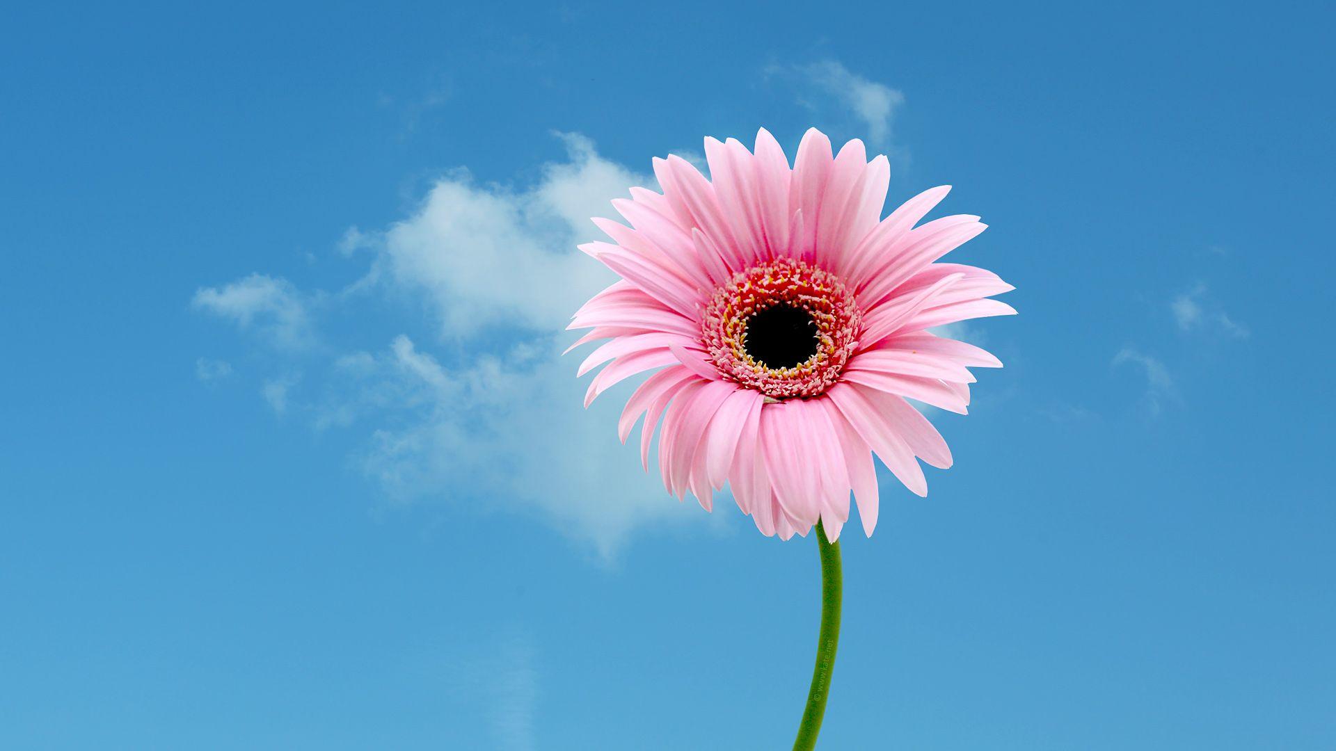 1920x1080 Free download funstuff wallpaper wallpaper floral katenet flowers 1920x1080 [1920x1080] for your Desktop, Mobile & Tablet. Explore Kate Net Calendar Wallpaper. Free Desktop Calendar Wallpaper Crosscards Wallpaper Monthly