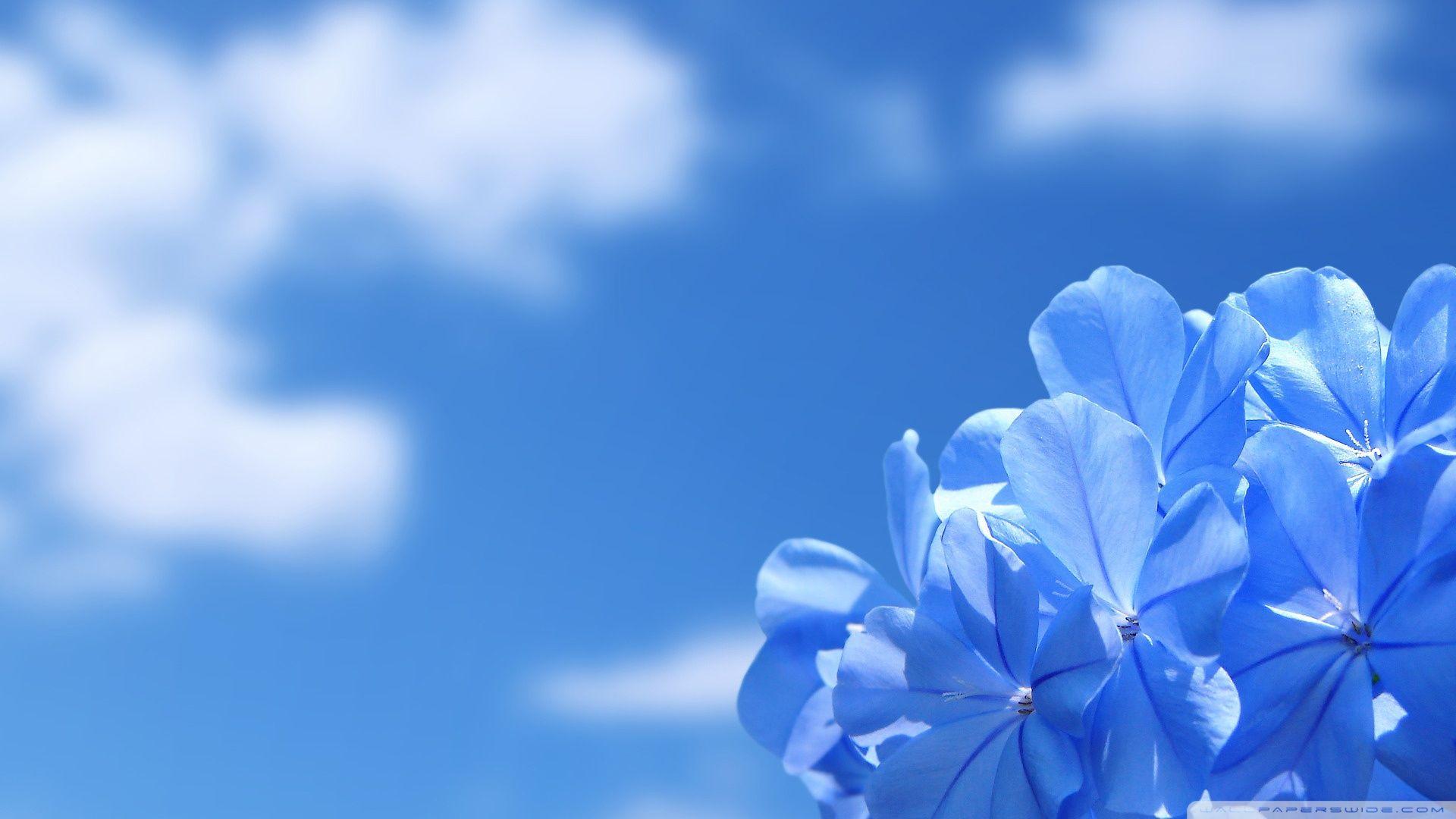 1920x1080 Desktop Wallpaper HD 1920x1080 Flowers