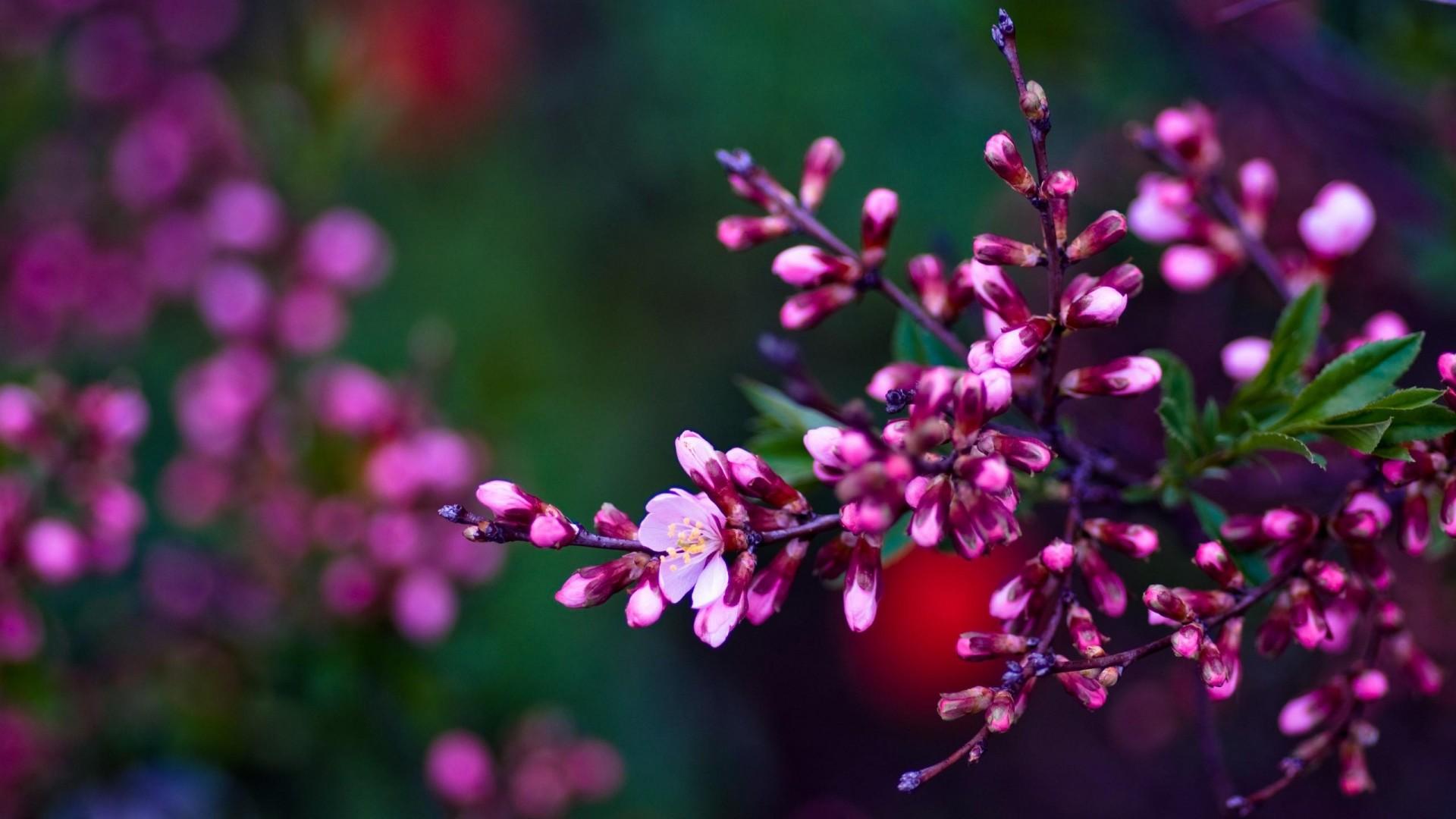 1920x1080 Wallpaper Spring Flowers 1920x1080 px
