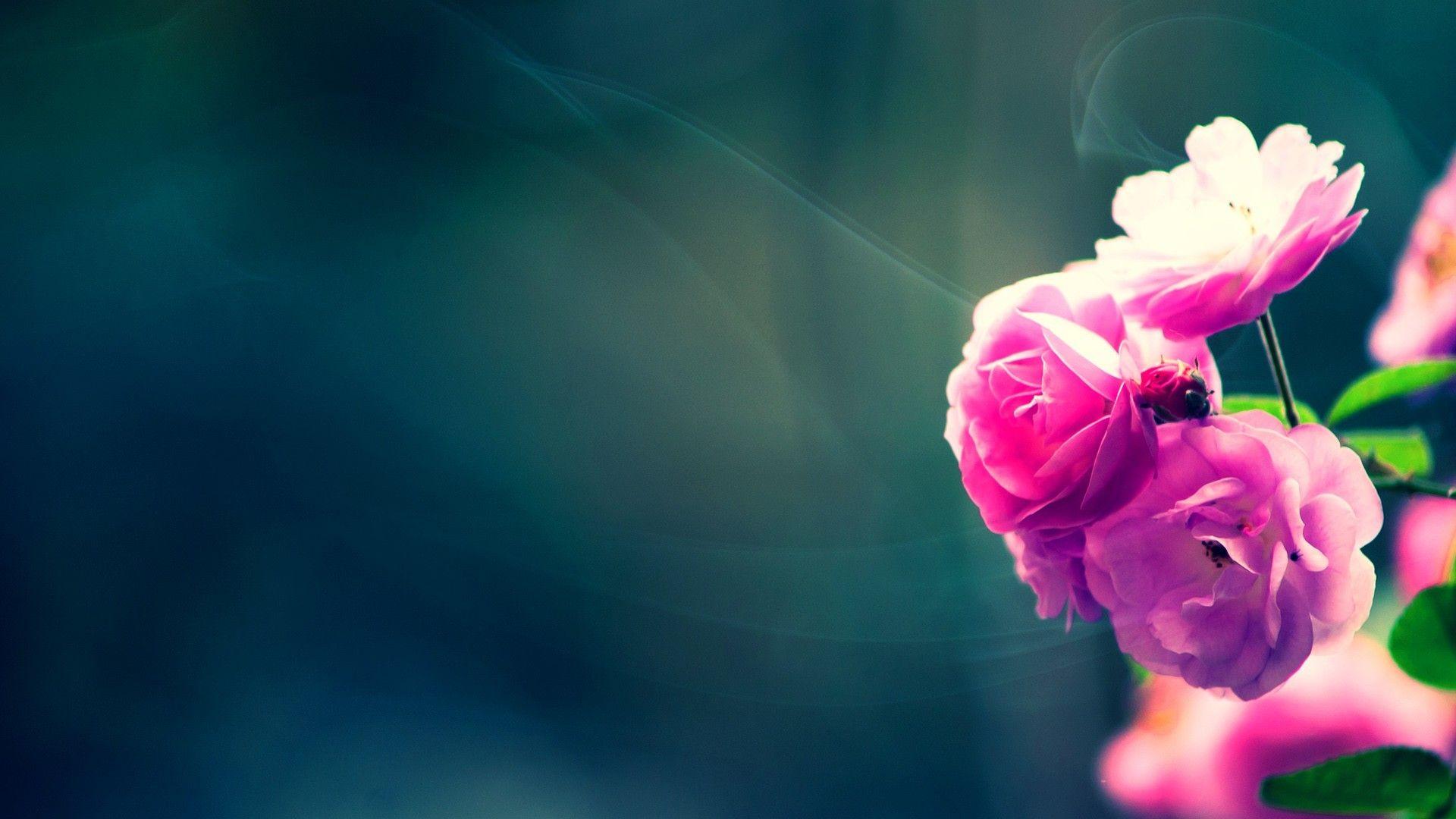 1920x1080 HD Flower Wallpaper