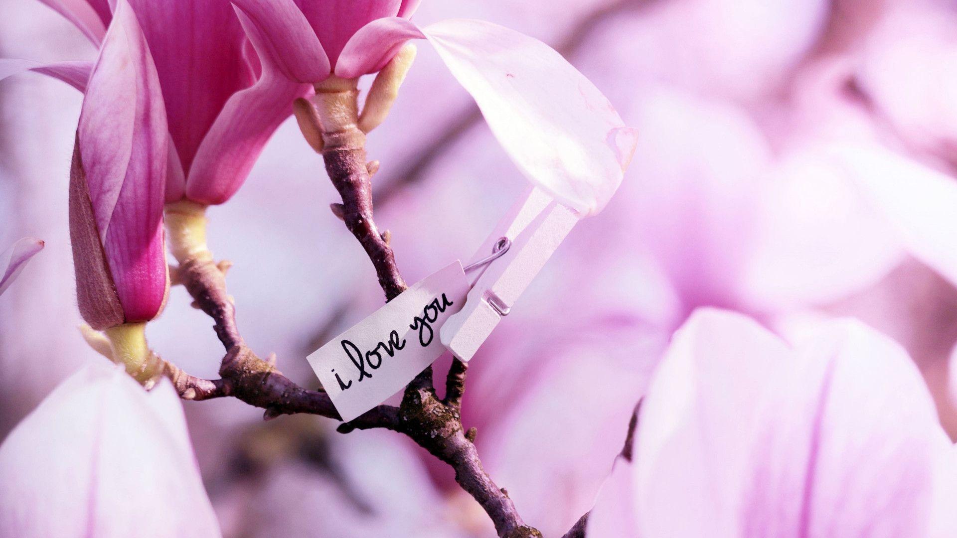 1920x1080 Download wallpaper: I love you. Magnolia flowers 1920x1080
