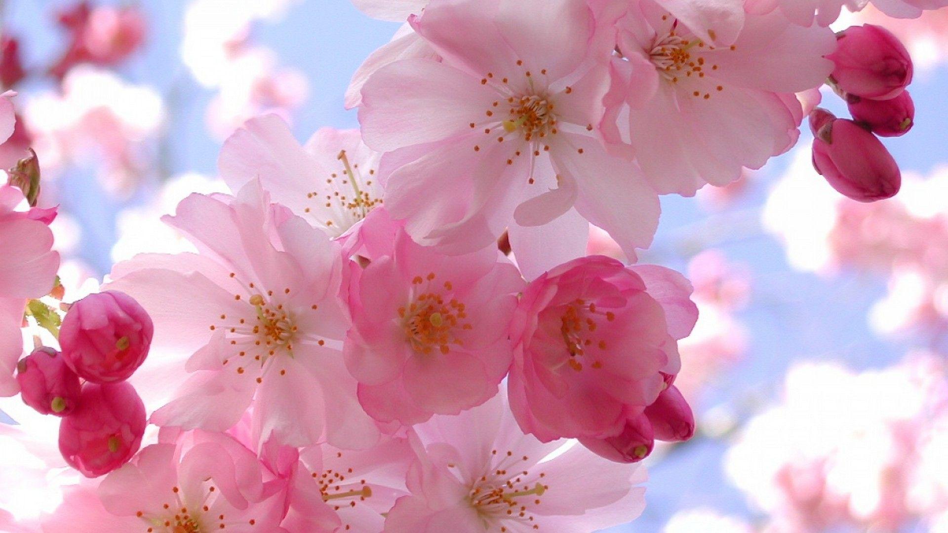 Flowers 1920x1080 Wallpapers - Top Free Flowers 1920x1080 Backgrounds ...