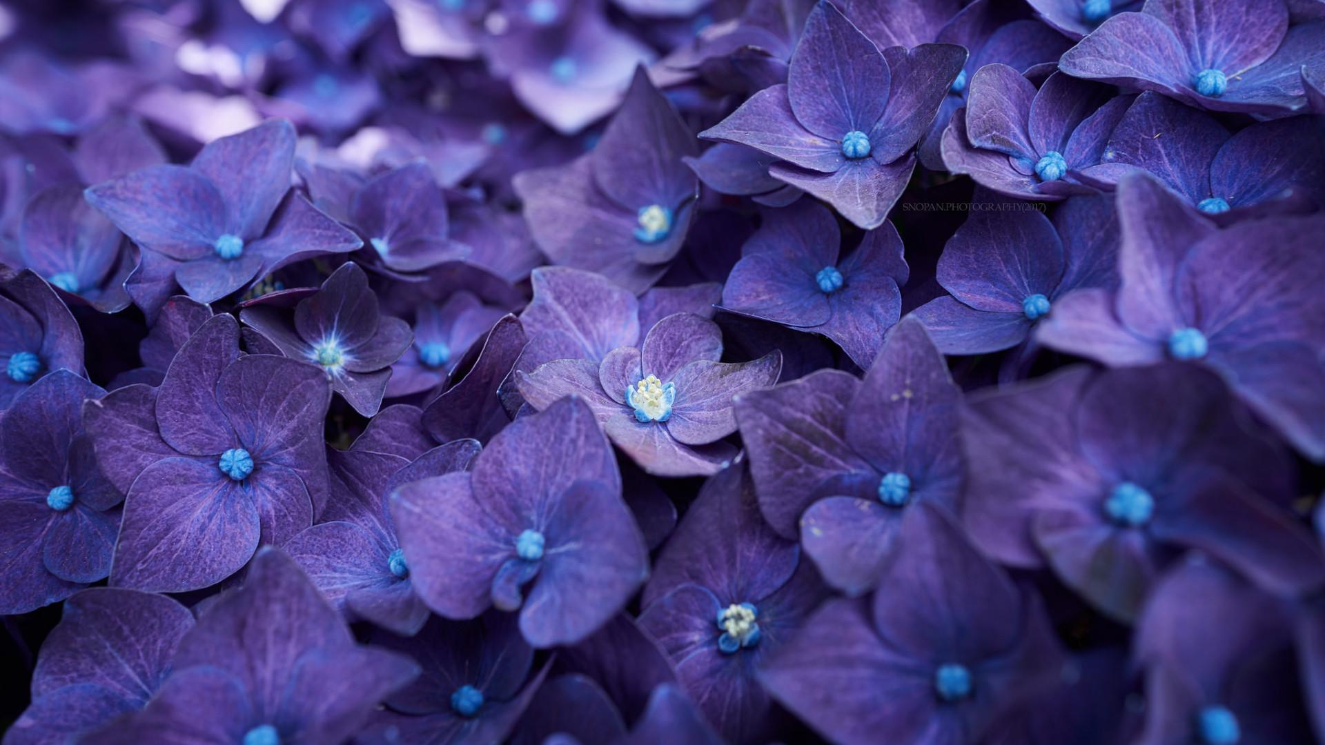 1920x1080 Hydrangea Violet Flowers 1080P Laptop Full HD Wallpaper, HD Flowers 4K Wallpaper, Image, Photo and Background
