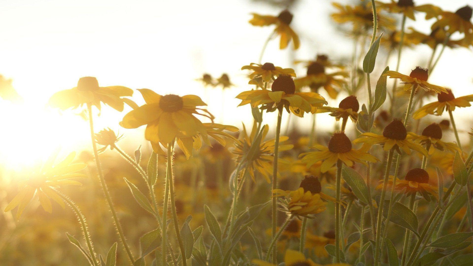 1920x1080 Flowers. [1920X1080]