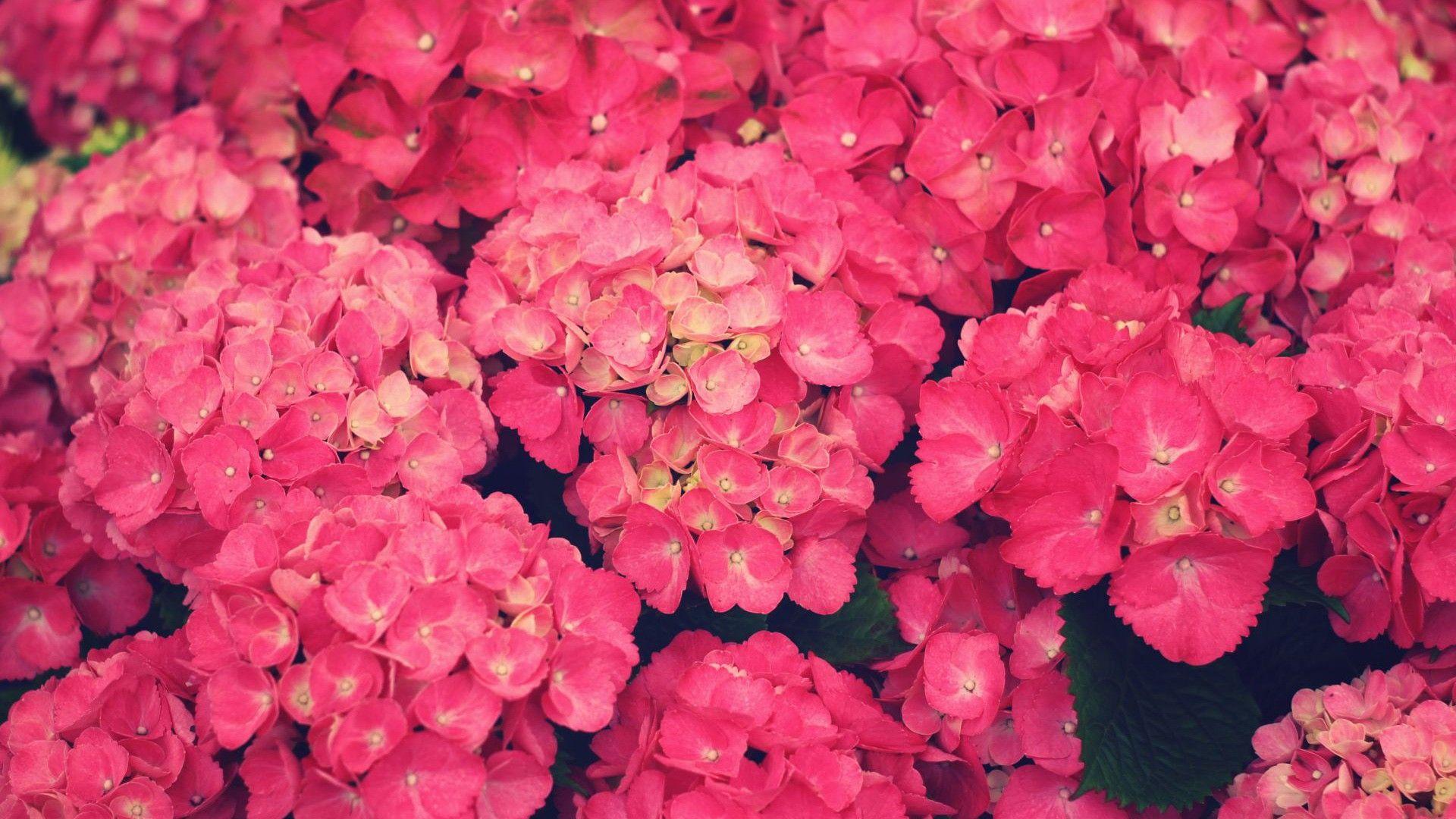 1920x1080 Pink Flowers wallpaperx1080