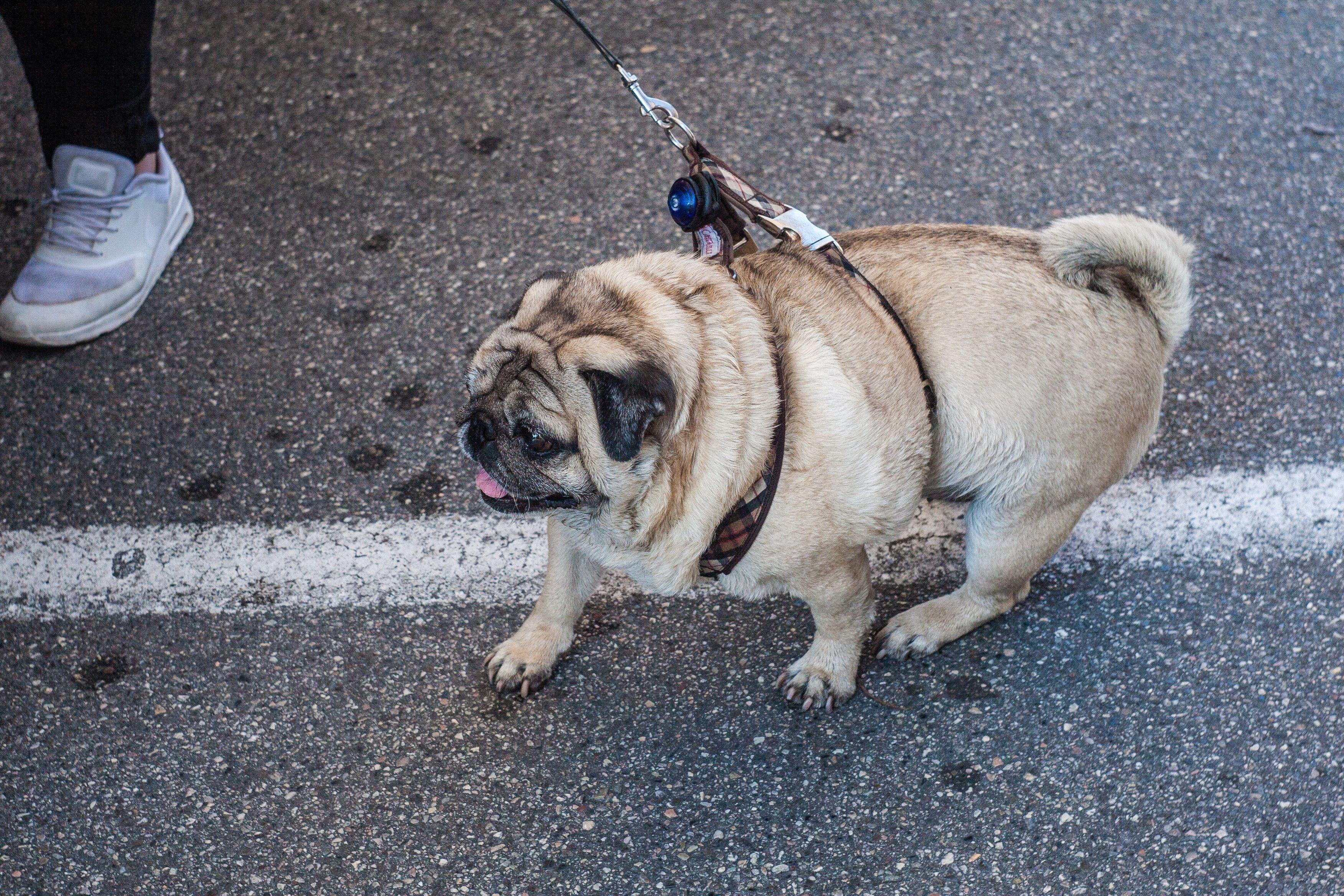 3504x2336 Free of dog, fat dog, italy