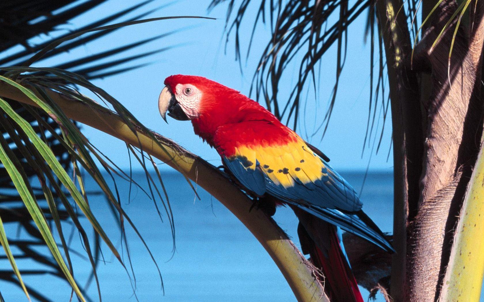 1680x1050 guacamaya roja, loros wallpapes, costa