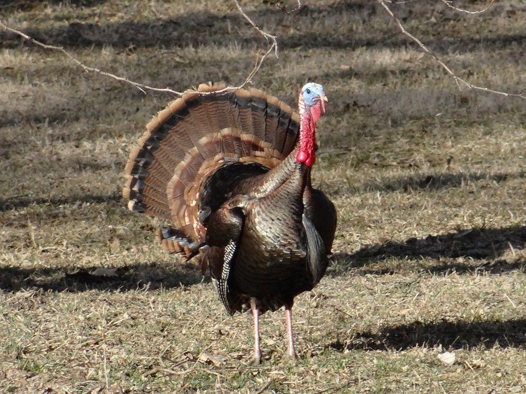 1024x768 Tips for Taking Kids Turkey Hunting •NEBRASKALand Magazine