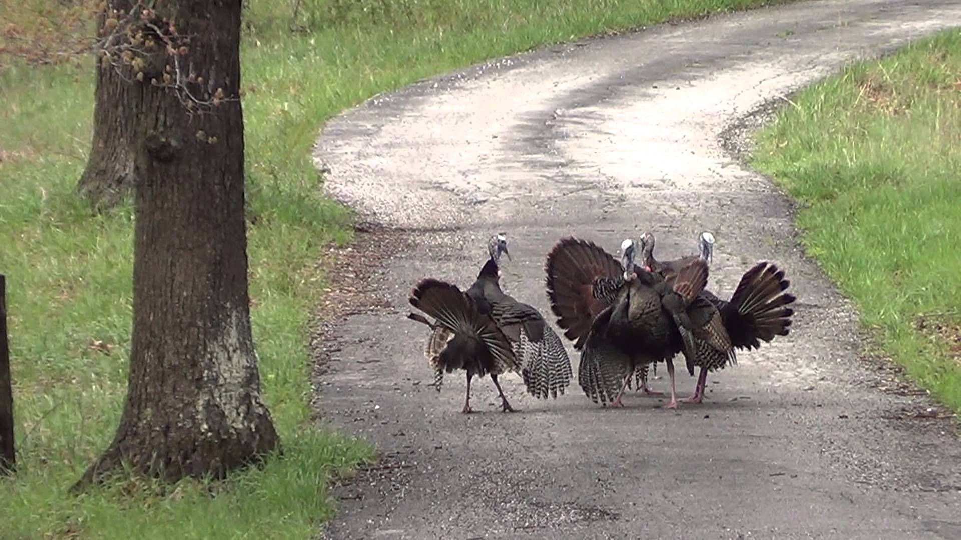 1920x1080 wild turkey fight, 4 gobblers