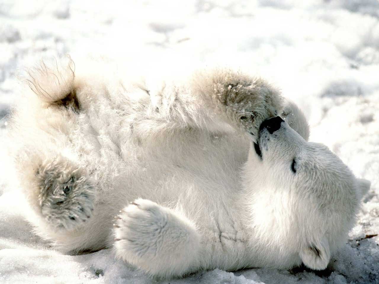 1280x960 Funny Animal: Baby polar bear wallpaper