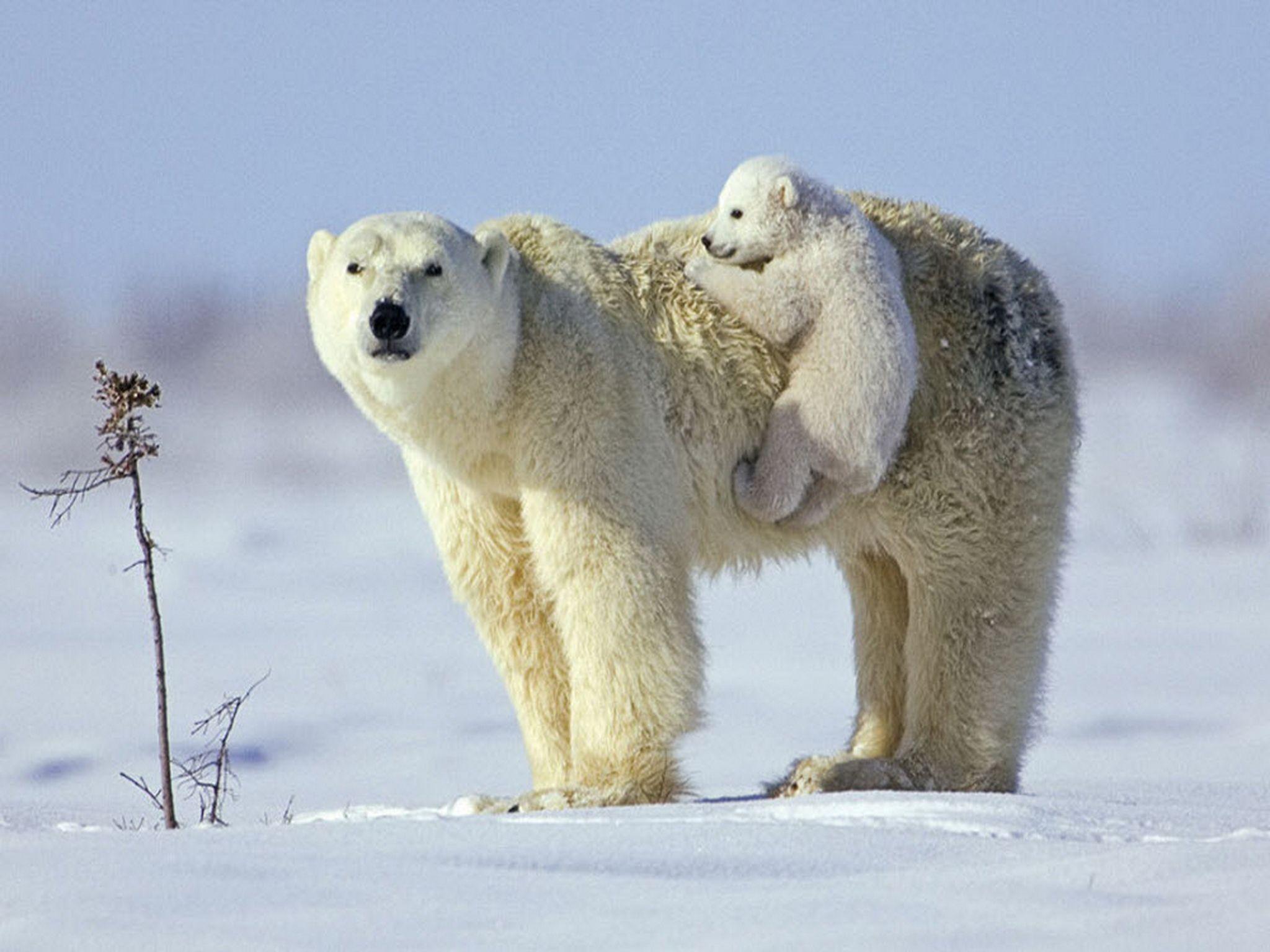 2048x1536 Polar Bears Wallpaper