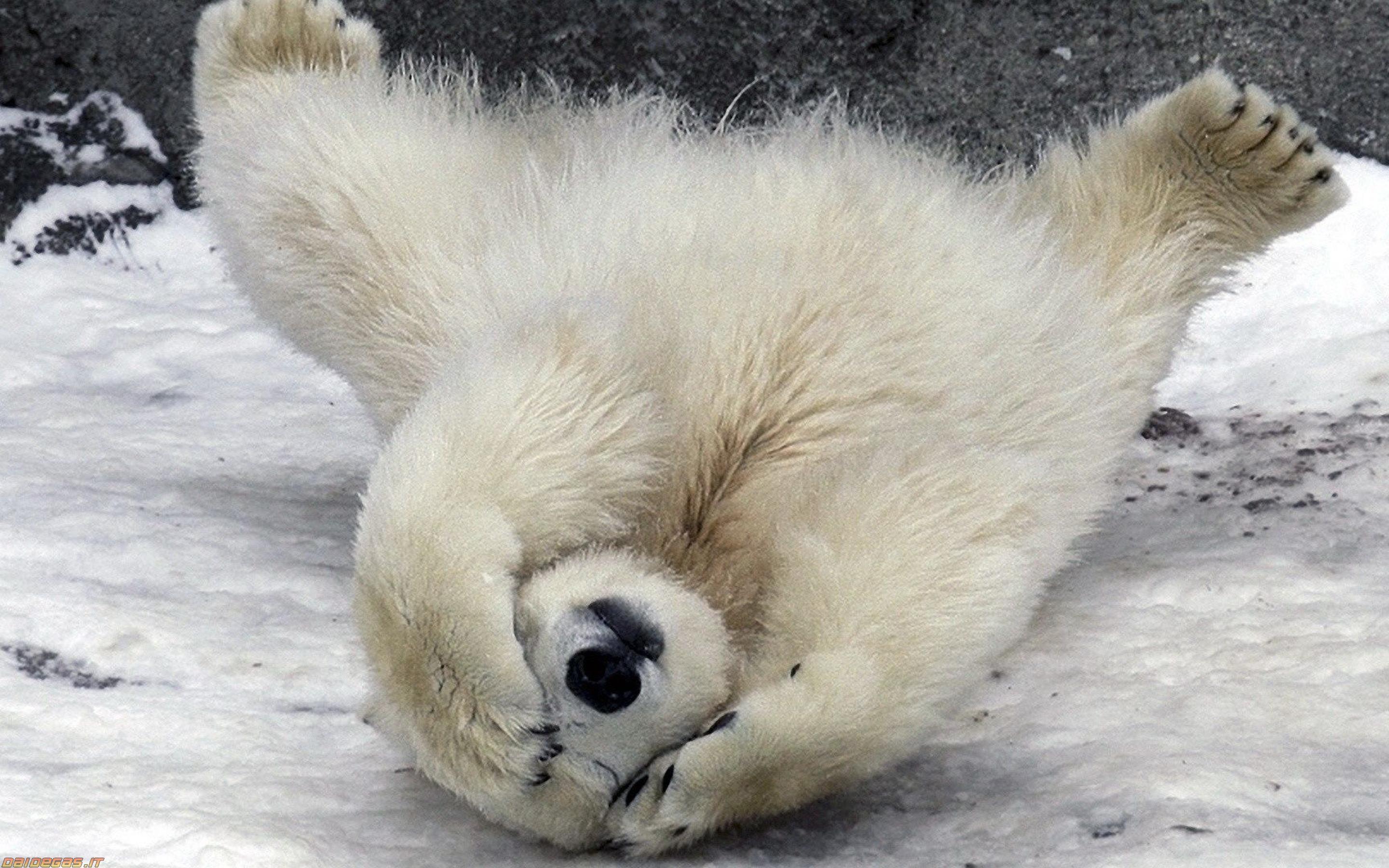 2880x1800 Free download Baby Polar Bear Image FemaleCelebrity [2880x1800] for your Desktop, Mobile & Tablet. Explore Baby Polar Bear Wallpaper. Baby Bear Desktop Wallpaper, Polar Bear Wallpaper Free Download