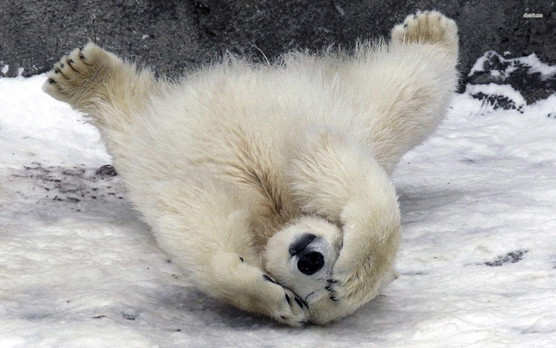 1920x1200 Polar bears. Shy polar bear wallpaper wallpaper - Baby polar bears, Polar bear funny, Cute polar bear