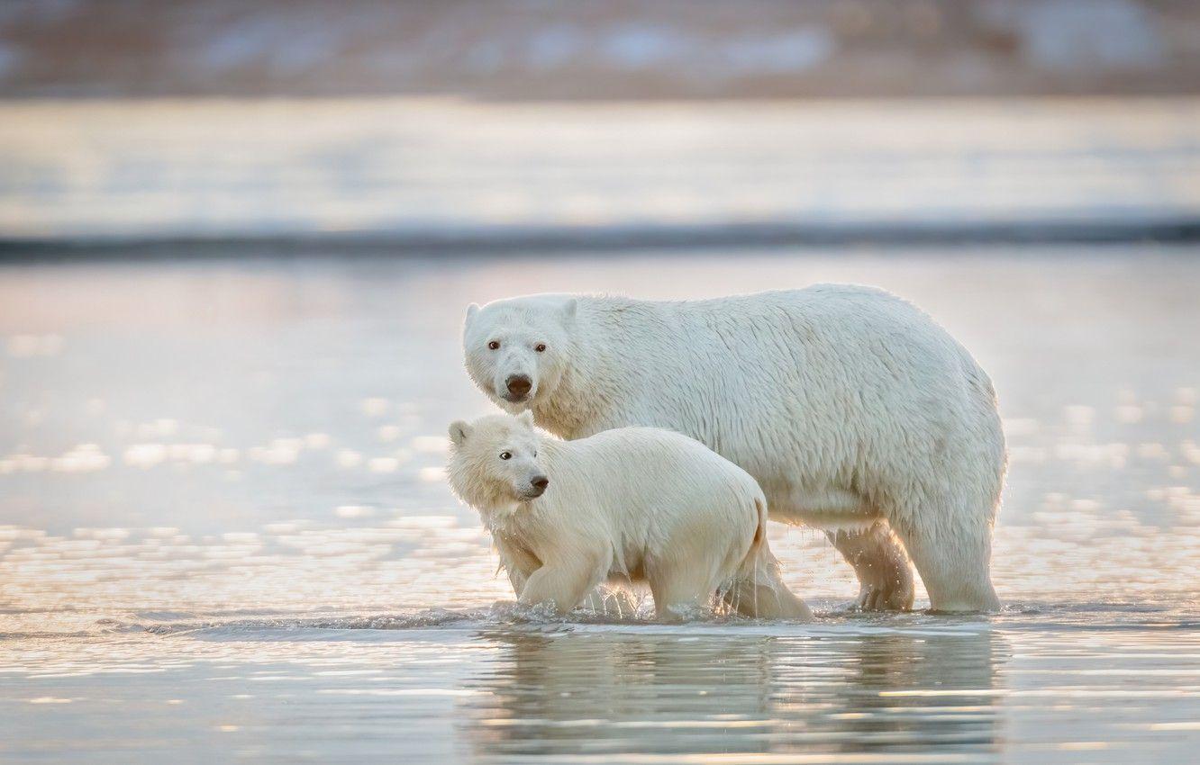 1332x850 Wallpaper water, baby, bears, bathing, pair, bear, walk, polar bear, mom, two, pond, polar bears, bear image for desktop, section животные