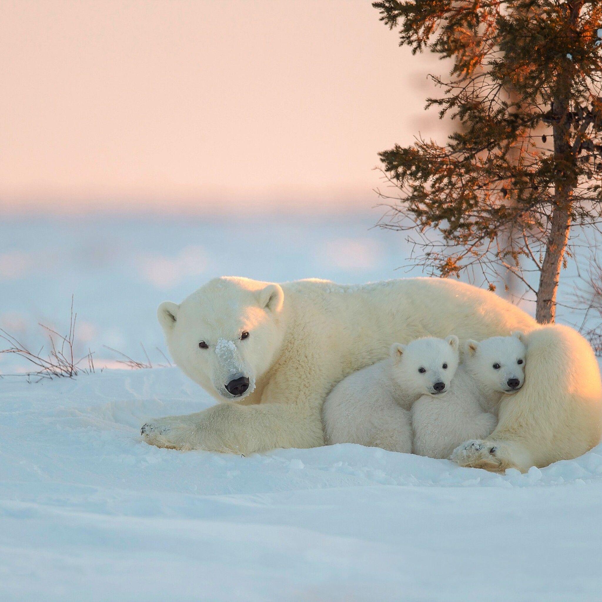 2048x2048 Polar Bear With Baby iPad Air HD 4k Wallpaper, Image, Background, Photo and Picture