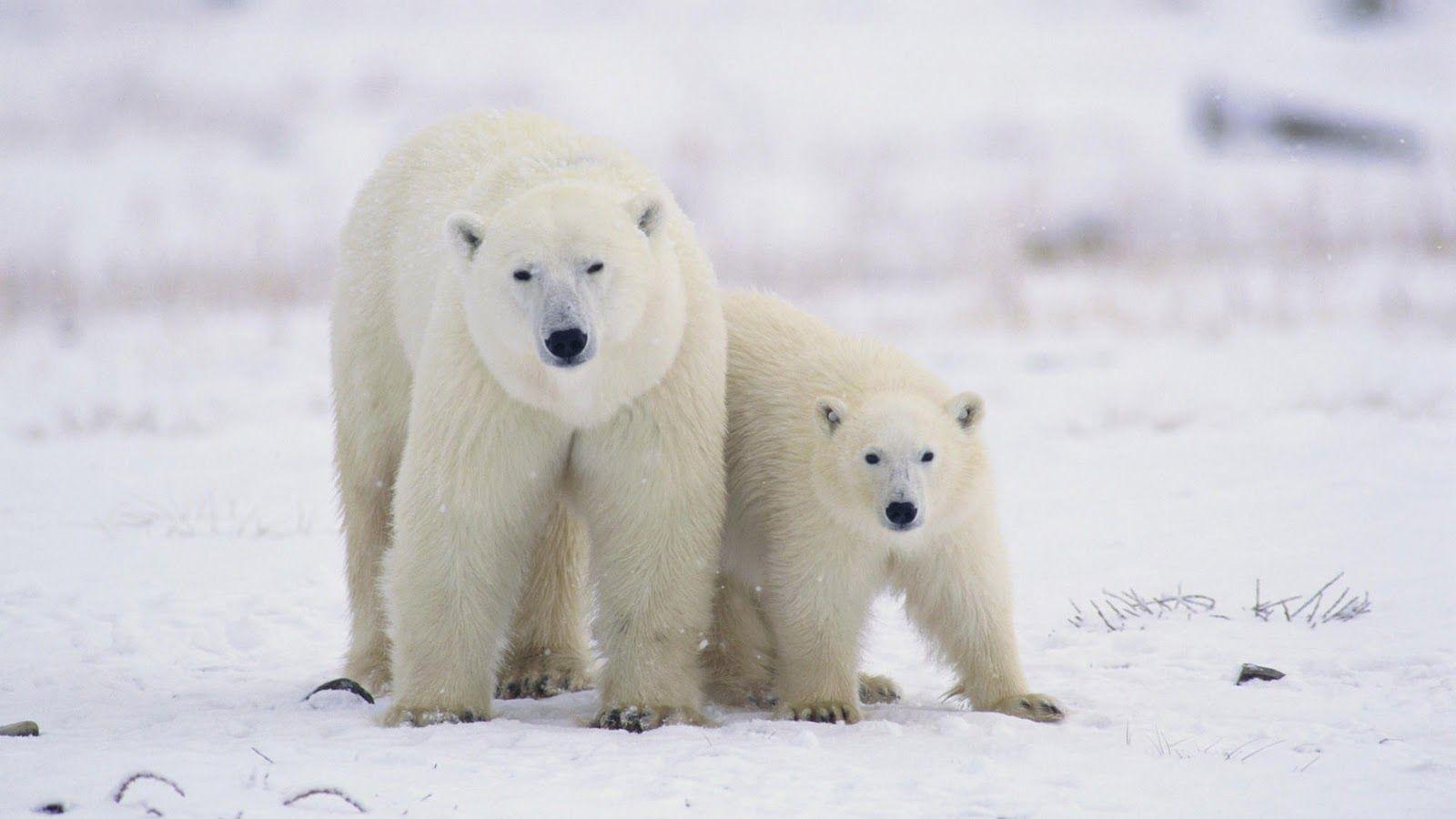 1600x900 Free download Polar Bear [1600x900] for your Desktop, Mobile & Tablet. Explore Baby Polar Bear Wallpaper. Baby Bear Desktop Wallpaper, Polar Bear Wallpaper Free Download