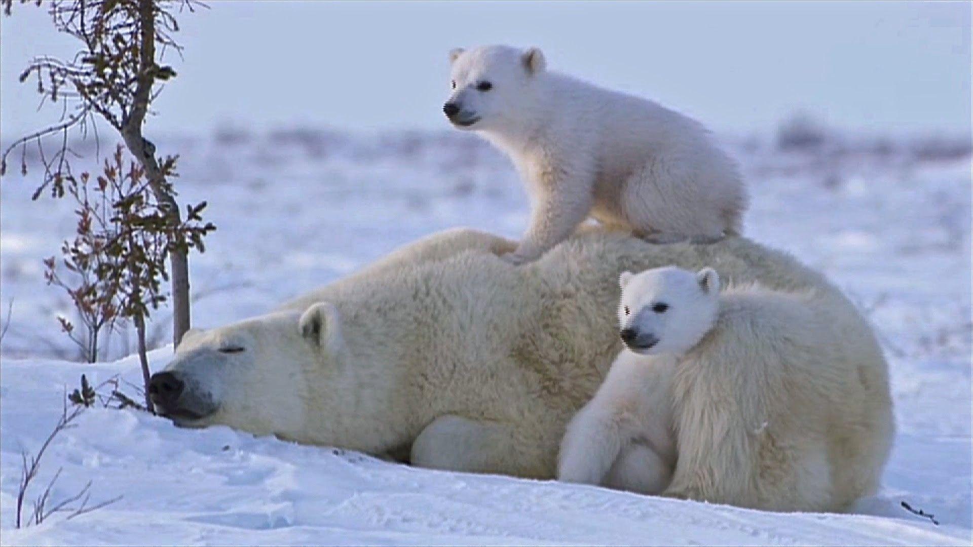 1920x1080 Coca Cola Polar Bear Wallpaper