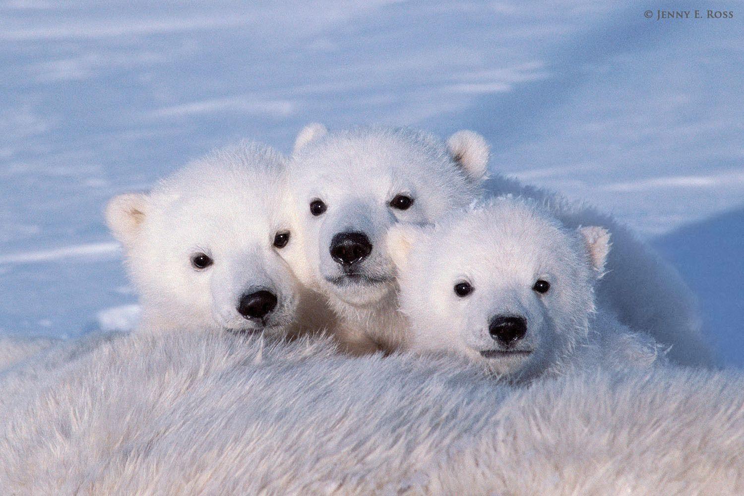 1500x1000 Polarbear Wallpaper. Polarbear Wallpaper, Polarbear iPhone Background and