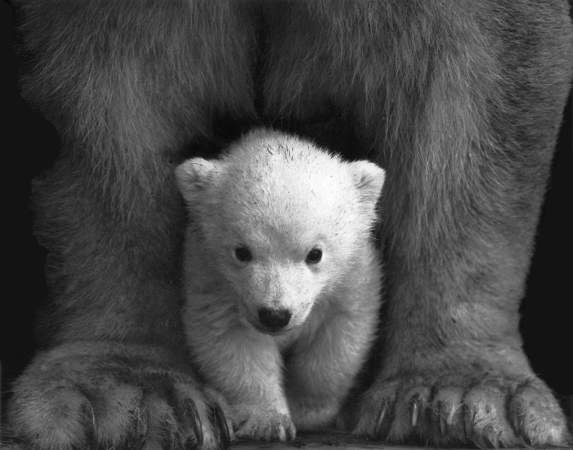 1920x1508 Cute Grizzly Baby Bear Wallpaper Free Download Bear Black And White Wallpaper & Background Download