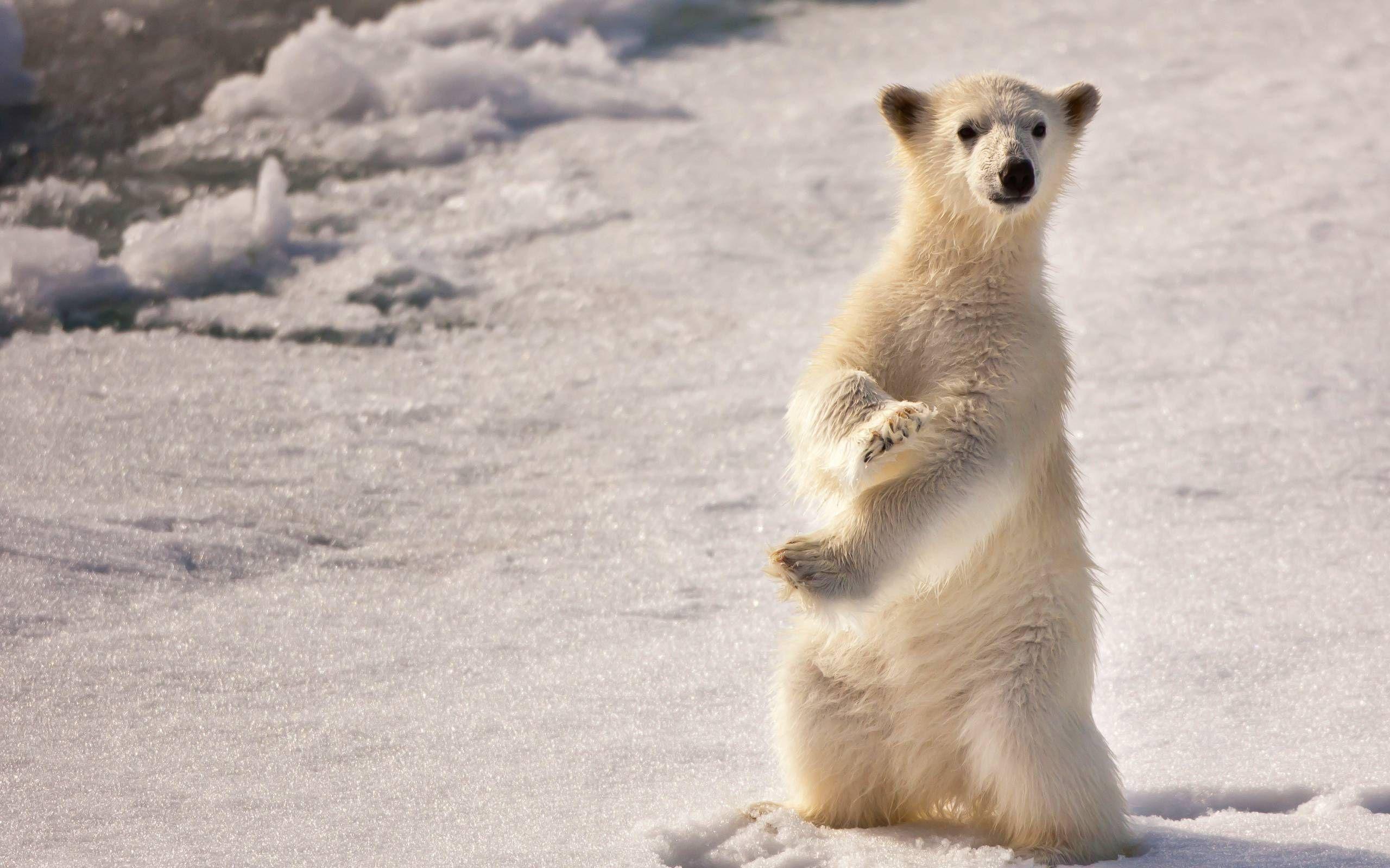 2560x1600 Baby Polar Bear .