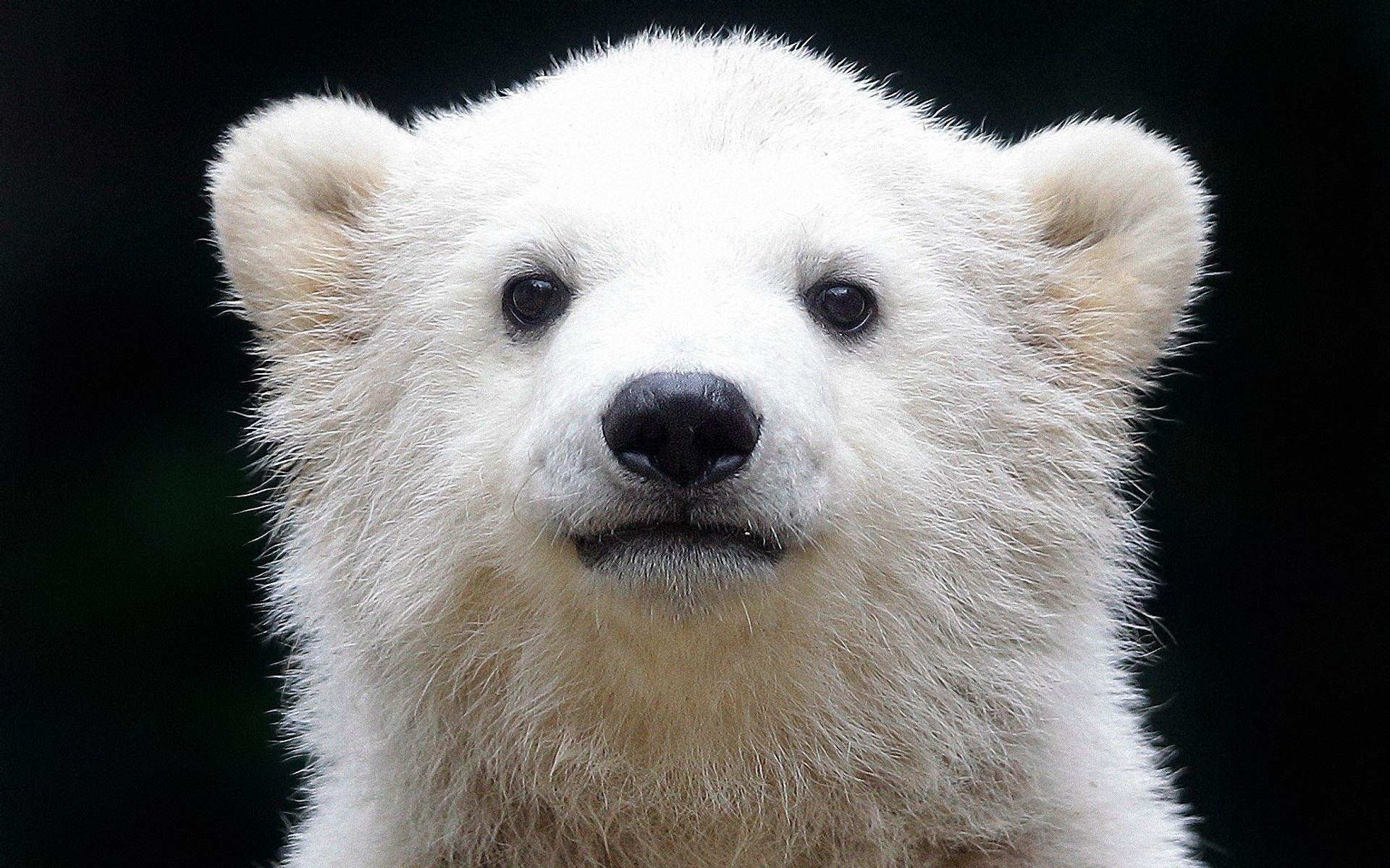 1920x1200 Polar bear, Cub, Baby, Muzzle, Background wallpaper and background. Animal. Tokkoro.com Amazing HD Wallpaper