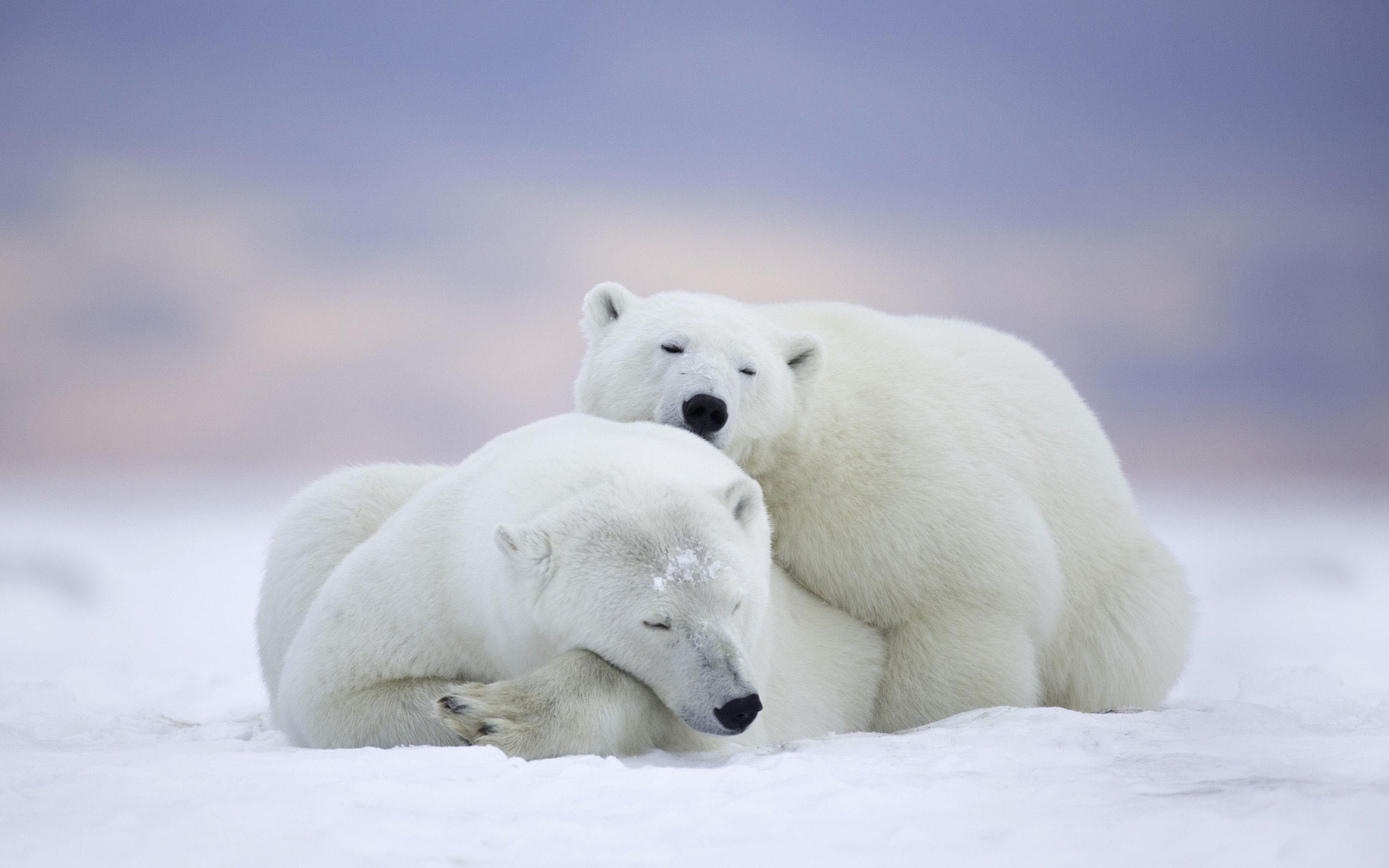 2880x1800 Hunting Polar Bears Cool Wallpaper