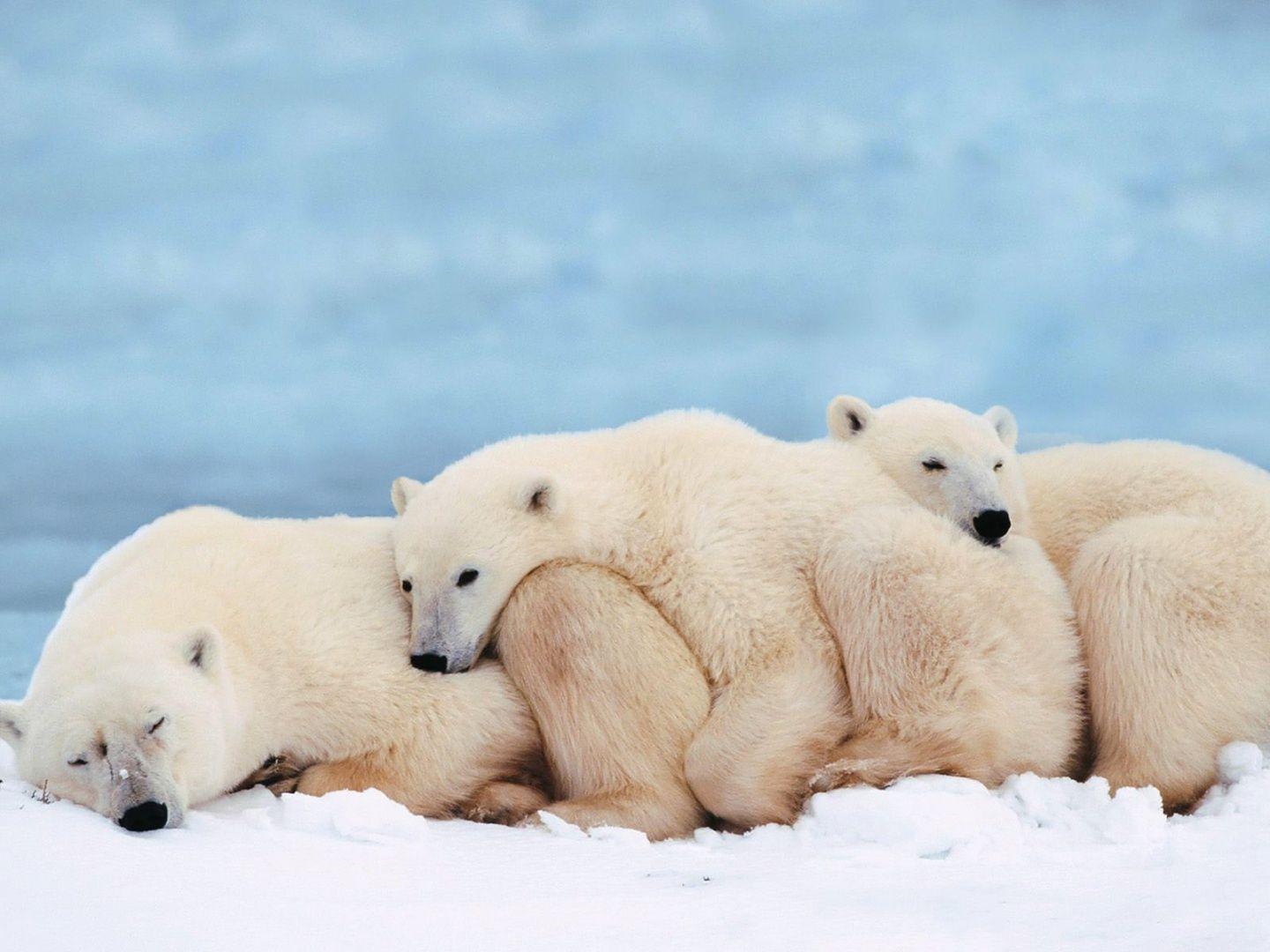 1440x1080 Cute Baby Polar Bear Wallpaper
